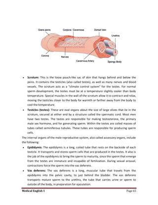    Scrotum: This is the loose pouch-like sac of skin that hangs behind and below the
    penis. It contains the testicles (also called testes), as well as many nerves and blood
    vessels. The scrotum acts as a "climate control system" for the testes. For normal
    sperm development, the testes must be at a temperature slightly cooler than body
    temperature. Special muscles in the wall of the scrotum allow it to contract and relax,
    moving the testicles closer to the body for warmth or farther away from the body to
    cool the temperature.
   Testicles (testes): These are oval organs about the size of large olives that lie in the
    scrotum, secured at either end by a structure called the spermatic cord. Most men
    have two testes. The testes are responsible for making testosterone, the primary
    male sex hormone, and for generating sperm. Within the testes are coiled masses of
    tubes called seminiferous tubules. These tubes are responsible for producing sperm
    cells.
The internal organs of the male reproductive system, also called accessory organs, include
the following:
   Epididymis: The epididymis is a long, coiled tube that rests on the backside of each
    testicle. It transports and stores sperm cells that are produced in the testes. It also is
    the job of the epididymis to bring the sperm to maturity, since the sperm that emerge
    from the testes are immature and incapable of fertilization. During sexual arousal,
    contractions force the sperm into the vas deferens.
   Vas deferens: The vas deferens is a long, muscular tube that travels from the
    epididymis into the pelvic cavity, to just behind the bladder. The vas deferens
    transports mature sperm to the urethra, the tube that carries urine or sperm to
    outside of the body, in preparation for ejaculation.

Medical English 1                                                                     Page 65
 