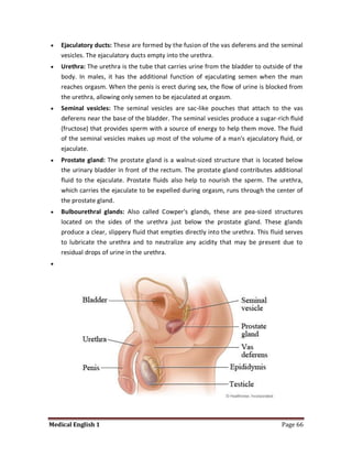    Ejaculatory ducts: These are formed by the fusion of the vas deferens and the seminal
    vesicles. The ejaculatory ducts empty into the urethra.
   Urethra: The urethra is the tube that carries urine from the bladder to outside of the
    body. In males, it has the additional function of ejaculating semen when the man
    reaches orgasm. When the penis is erect during sex, the flow of urine is blocked from
    the urethra, allowing only semen to be ejaculated at orgasm.
   Seminal vesicles: The seminal vesicles are sac-like pouches that attach to the vas
    deferens near the base of the bladder. The seminal vesicles produce a sugar-rich fluid
    (fructose) that provides sperm with a source of energy to help them move. The fluid
    of the seminal vesicles makes up most of the volume of a man's ejaculatory fluid, or
    ejaculate.
   Prostate gland: The prostate gland is a walnut-sized structure that is located below
    the urinary bladder in front of the rectum. The prostate gland contributes additional
    fluid to the ejaculate. Prostate fluids also help to nourish the sperm. The urethra,
    which carries the ejaculate to be expelled during orgasm, runs through the center of
    the prostate gland.
   Bulbourethral glands: Also called Cowper's glands, these are pea-sized structures
    located on the sides of the urethra just below the prostate gland. These glands
    produce a clear, slippery fluid that empties directly into the urethra. This fluid serves
    to lubricate the urethra and to neutralize any acidity that may be present due to
    residual drops of urine in the urethra.





Medical English 1                                                                    Page 66
 