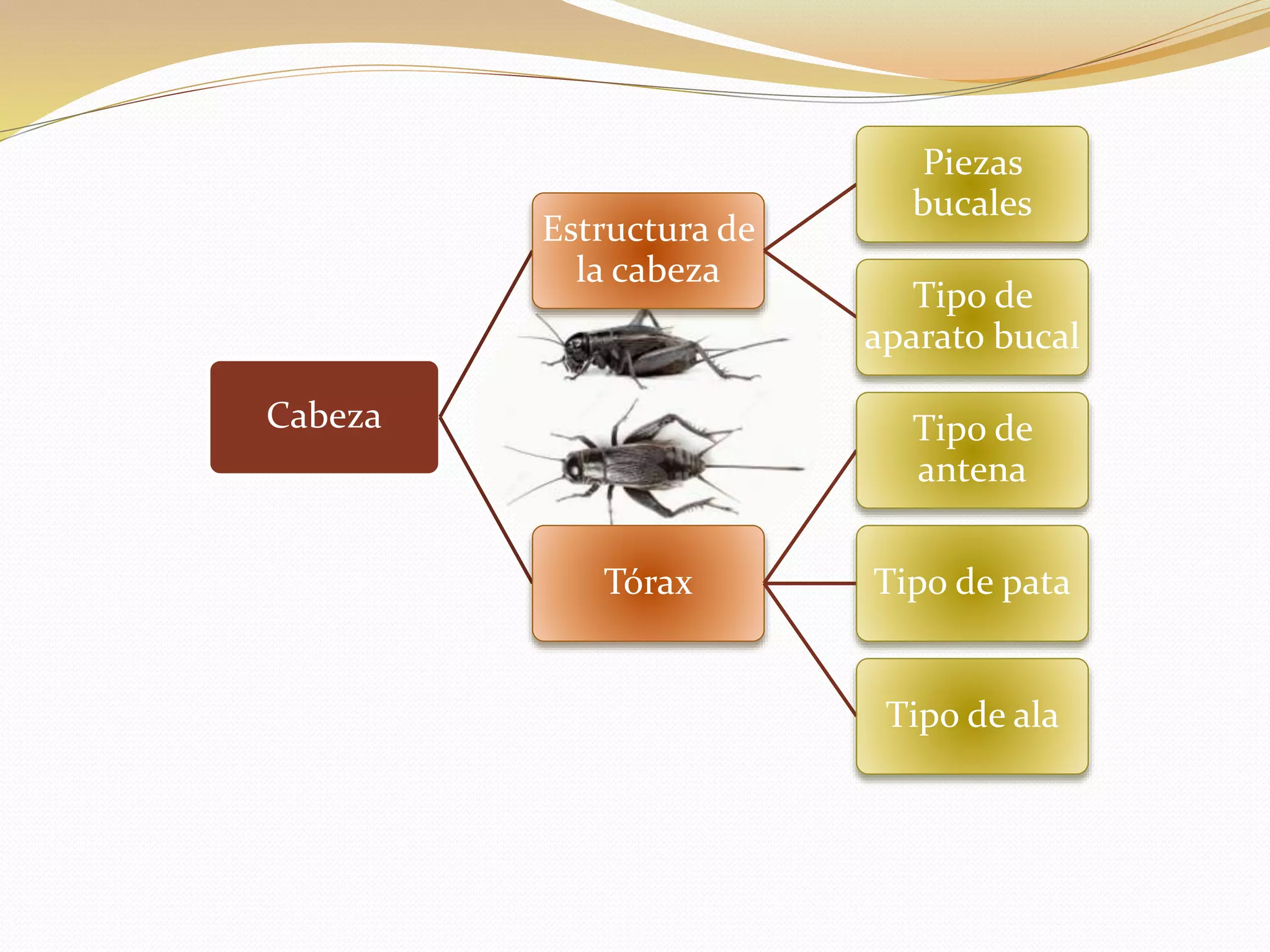 Manual de insectos | PPT