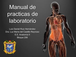 Manual de
practicas de
laboratorio
Luis Daniel Ruiz Hernández
Dra. Luz María del Castillo Reynoso
E.E. Anatomía II
Bloque 206
 