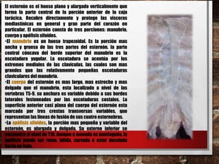 El esternón es el hueso plano y alargado verticalmente que
forma la parte central de la porción anterior de la caja
torácica. Recubre directamente y protege las vísceras
mediastínicas en general y gran parte del corazón en
particular. El esternón consta de tres porciones: manubrio,
cuerpo y apófisis xifoides.
•El manubrio es un hueso trapezoidal. Es la porción mas
ancha y gruesa de las tres partes del esternón. la parte
central cóncava del borde superior del manubrio es la
escotadura yugular. La escotadura se acentúa por los
extremos mediales de las clavículas, las cuales son mas
grandes que las relativamente pequeñas escotaduras
claviculares del manubrio.
•El cuerpo del esternón es mas largo, mas estrecho y mas
delgado que el manubrio, esta localizado a nivel de las
vertebras T5-9. su anchura es variable debido a sus bordes
laterales festoneados por las escotaduras costales. La
superficie anterior casi plana del cuerpo del esternón esta
marcada por tres crestas transversas variables, que
representan las líneas de fusión de sus cuatro esternebras.
•La apófisis xifoides, la porción mas pequeña y variable del
esternón, es alargada y delgada. Su externo inferior se
encuentra al nivel de T10. Aunque a menudo es puntiaguda, la
apófisis puede ser roma, bífida, curvada o estar desviada
hacia un lado.
 