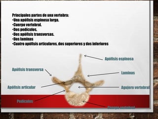 Principales partes de una vertebra:
•Una apófisis espinosa larga.
•Cuerpo vertebral.
•Dos pedículos.
•Dos apófisis transversas.
•Dos laminas
•Cuatro apófisis articulares, dos superiores y dos inferiores
Apófisis espinosa
Cuerpo vertebral
Apófisis transversa
Laminas
Pedículos
Apófisis articular Agujero vertebral
 