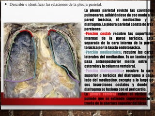 • Describir e identificar las relaciones de la pleura parietal.
La pleura parietal reviste las cavidades
pulmonares, adhiriéndose de ese modo a la
pared torácica, el mediastino y el
diafragma. La pleura parietal consta de tres
porciones:
•Porción costal: recubre las superficies
internas de la pared torácica. Esta
separada de la cara interna de la pared
torácica por la fascia endotoracica.
•Porción mediastínica: recubre las caras
laterales del mediastino. Es un lamina que
pasa anteroposterior mente entre el
esternón y la columna vertebral.
•Porción diafragmática: recubre la cara
superior o torácica del diafragma a cada
lado del mediastino, excepto a lo largo de
sus inserciones costales y donde el
diafragma se fusiona con el pericardio.
La pleura cervical cubre el vértice del
pulmón que se extiende superiormente a
través de la abertura superior del tórax.
 