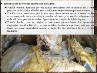 • Identificar las inserciones del musculo diafragma.
Porción esternal, formada por dos bandas musculares que se insertan en la cara
posterior de la apófisis xifoides; esta porción no siempre no siempre esta presente.
Porción costal, compuesta por bandas musculares anchas que se insertan en las
caras internas de los seis cartílagos costales inferiores y las costillas adyacentes en
cada lado; esta porción forma las cúpulas derecha e izquierda del diafragma.
Porción lumbar, que se origina en dos arcos aponeuróticos, los ligamentos
arqueados medial y lateral, y las tres vertebras lumbares superiores; esta porción
forma los pilares musculares derecho e izquierdo, que ascienden hacia el centro
tendinoso.
Centro tendinoso
 