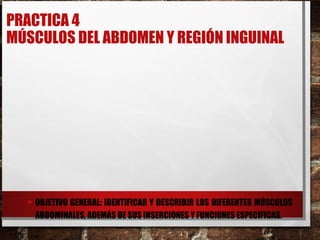 PRACTICA 4
MÚSCULOS DEL ABDOMEN Y REGIÓN INGUINAL
• OBJETIVO GENERAL: IDENTIFICAR Y DESCRIBIR LOS DIFERENTES MÚSCULOS
ABDOMINALES, ADEMÁS DE SUS INSERCIONES Y FUNCIONES ESPECIFICAS.
 