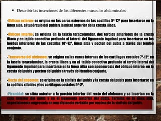 • Describir las inserciones de los diferentes músculos abdominales
-Oblicuo externo: se origina en las caras externas de las costillas 5ª-12ª para insertarse en la
línea alba, el tubérculo del pubis y la mitad anterior de la cresta iliaca.
-Oblicuo interno: se origina en la fascia toracolumbar, dos tercios anteriores de la cresta
iliaca y en tejido conectivo profundo al lateral del ligamento inguinal para insertarse en los
bordes inferiores de las costillas 10ª-12ª, línea alba y pecten del pubis a través del tendón
conjunto.
-Transverso del abdomen: se origina en las caras internas de los cartílagos costales 7ª-12ª, en
la fascia toracolumbar, la cresta iliaca y en el tejido conectivo profundo al tercio lateral del
ligamento inguinal para insertarse en la línea alba con aponeurosis del oblicuo interno, en la
cresta del pubis y pecten del pubis a través del tendón conjunto.
-Recto del abdomen: se origina en la sínfisis del pubis y la cresta del pubis para insertarse en
la apófisis xifoides y los cartílagos costales 5ª-7ª.
-Piramidal: se sitúa anterior a la porción inferior del recto del abdomen y se insertan en la
cara anterior del pubis y en el ligamento anterior del pubis. Termina en la línea alba,
especialmente engrosada en una distancia variable por encima de la sínfisis del pubis.
 