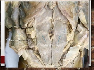 Músculos rectos
Musculo transverso
 