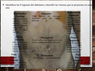 • Identificar las 9 regiones del abdomen y describir las vísceras que se proyectan en cada
una
Epigastrio
Parte pilórica de estomago,
duodeno, parte del hígado,
páncreas.
Mesogastrio
Porción inferior del duodeno, yeyuno
e íleon, epiplón mayor y mesenterio.
Hipogastrio
Íleon, vejiga y útero (en gestación)
Hipocondrio
Izquierdo
Estomago, cola
del páncreas,
bazo, flexura
cólica izquierda,
glándula
suprarrenal y
parte del riñón
izquierdo
Hipocondrio
Derecho
Parte de duodeno,
vesícula biliar,
flexura cólica
derecha, glándula
suprarrenal y
parte de riñón
derecho.
Flanco
Derecho
Parte de duodeno
y yeyuno, colon
ascendente, polo
inferior del riñón
derecho.
Flanco
Izquierdo
Parte de yeyuno e
íleon, colon
descendente y
polo inferior del
riñón izquierdo.
Fosa
Iliaca
Derecha
Extremo inferior de íleon,
apéndice, ciego, uréter derecho,
cordón espermático derecho y
ovario derecho
Fosa
Iliaca
Izquierda
Colon sigmoideo, uréter
izquierdo, cordón
espermático izquierdo y
ovario izquierdo.
 