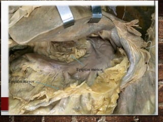 Epiplón menor
Epiplón mayor
 