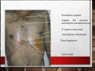 Escotadura yugular
Arco costal
Fosa Epigástrica
Angulo del esternón y
articulación manubriesternal
Articulación xifoesternal
4º espacio intercostal
 