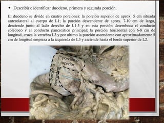 • Describir e identificar duodeno, primera y segunda porción.
1ª porción osuperior
2ªporciónodescendente
Duodeno
El duodeno se divide en cuatro porciones: la porción superior de aprox. 5 cm situada
anterolateral al cuerpo de L1; la porción descendente de aprox. 7-10 cm de largo,
desciende junto al lado derecho de L1-3 y en esta porción desemboca el conducto
colédoco y el conducto pancreático principal; la porción horizontal con 6-8 cm de
longitud, cruza la vertebra L3 y por ultimo la porción ascendente con aproximadamente 5
cm de longitud empieza a la izquierda de L3 y asciende hasta el borde superior de L2.
 