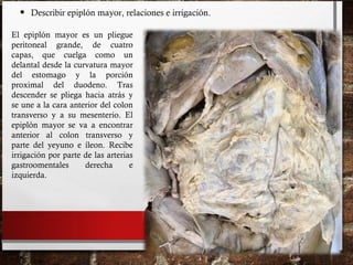 • Describir epiplón mayor, relaciones e irrigación.
El epiplón mayor es un pliegue
peritoneal grande, de cuatro
capas, que cuelga como un
delantal desde la curvatura mayor
del estomago y la porción
proximal del duodeno. Tras
descender se pliega hacia atrás y
se une a la cara anterior del colon
transverso y a su mesenterio. El
epiplón mayor se va a encontrar
anterior al colon transverso y
parte del yeyuno e íleon. Recibe
irrigación por parte de las arterias
gastroomentales derecha e
izquierda.
 