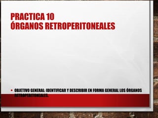 PRACTICA 10
ÓRGANOS RETROPERITONEALES
• OBJETIVO GENERAL: IDENTIFICAR Y DESCRIBIR EN FORMA GENERAL LOS ÓRGANOS
RETROPERITONEALES.
 