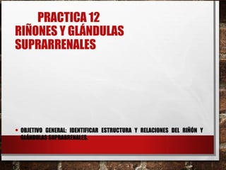PRACTICA 12
RIÑONES Y GLÁNDULAS
SUPRARRENALES
• OBJETIVO GENERAL: IDENTIFICAR ESTRUCTURA Y RELACIONES DEL RIÑÓN Y
GLÁNDULAS SUPRARRENALES.
 