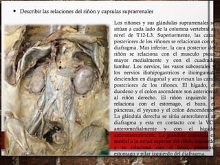 • Describir las relaciones del riñón y capsulas suprarrenales
Los riñones y sus glándulas suprarrenales se
sitúan a cada lado de la columna vertebral al
nivel de T12-L3. Superiormente, las caras
posteriores de los riñones se relacionan con el
diafragma. Mas inferior, la cara posterior del
riñón se relaciona con el musculo psoas
mayor medialmente y con el cuadrado
lumbar. Los nervios, los vasos subcostales y
los nervios iliohipogastricos e ilioinguinal,
descienden en diagonal y atraviesan las caras
posteriores de los riñones. El hígado, el
duodeno y el colon ascendente son anteriores
al riñón derecho. El riñón izquierdo se
relaciona con el estomago, el bazo, el
páncreas, el yeyuno y el colon descendente.
La glándula derecha se sitúa anterolateral al
diafragma y esta en contacto con la VCI
anteromedialmente y con el hígado
anterolateralmente. La glándula izquierda es
medial a la mitad superior del riñón izquierdo
y se relaciona con el bazo, páncreas,
estomago y pilar izquierdo del diafragma.
 