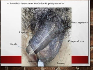 • Identificar la estructura anatómica del pene y testículos.
Cuerpo del pene
Glande
Prepucio
Escroto
Rafe escrotal
Uretra esponjosa
 