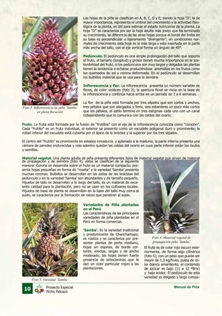 10 Manual de PiñaProyecto Especial
Pichis Palcazú
Las hojas de la piña se clasifican en A, B, C, D y E; siendo la hoja “D”, la de
mayor importancia, representa el umbral del crecimiento y la actividad fisio-
lógica de la planta, es útil para estimar el estado nutricional de la planta. La
hoja “D” se caracteriza por ser la hoja adulta más joven que ha terminado
su crecimiento, se diferencia de las otras hojas porque el borde del limbo en
su base es perpendicular o ligeramente “divergente”; en condiciones nor-
males de crecimiento esta hoja es la más larga y esta insertada en la parte
más ancha del tallo, con el eje vertical forma un ángulo de 45°.
Pedúnculo. El pedúnculo es una simple prolongación del tallo que soporta
el fruto, el tamaño (longitud) y grosor tienen mucha importancia en la sos-
tenibilidad del fruto, si los pedúnculos son muy largos y delgados las plantas
tienen la tendencia a echarse produciéndose anomalías en los frutos como
los quemados de sol y corona deformada. En el pedúnculo se desarrollan
los bulbillos material que se usa para la siembra.
Inflorescencia y flor. La inflorescencia presenta un número variable de
flores, de color violáceo (foto 3); la apertura floral se inicia en la base de
la inflorescencia y continúa hacia arriba en un periodo de 3 a 6 semanas.
La flor de la piña está formada por tres sépalos que son cortos y anchos,
tres pétalos que son alargados y finos, seis estambres un poco más cortos
que los pétalos, el estilo termina en tres estigmas cada uno con un canal
independiente que lo comunica con las celdas del ovario.
Variedades de Piña plantadas
en el Perú
Las características de las principales
variedades de piña plantadas en el
Perú en forma comercial.
‘Samba’. Es la variedad tradicional
y predominante de Chanchamayo;
es rústica y se caracteriza por pre-
sentar plantas de porte mediano,
hojas sin espinas, de borde cor-
tante, erectas, largas y de ancho
moderado; las hojas tienen fuerte
presencia de antocianinas que le
dan un color particular rojizo a las
plantaciones.
Foto 3. Inflorescencia de piña ‘Samba’
en plena floración
Foto 4. Material vegetal de
propagación piña ‘Samba’
Foto 5. Variedad ‘Samba’
Fruto. La fruta está formada por la fusión de “frutillos” con el eje de la inflorescencia conocida como “corazón”.
Cada “frutillo” es un fruto individual, al exterior se presenta como un escudete poligonal duro y prominente; la
mitad inferior del escudete está cubierta por el ápice de la bráctea y la superior por los tres sépalos.
El centro del “frutillo” es prominente en estados inmaduros y aplanado a la madurez, la parte interna presenta una
cámara de paredes endurecidas y más adentro quedan las celdas del ovario en cuya parte inferior están los óvulos
y semillas.
Material vegetal. Una planta adulta de piña presenta diferentes tipos de material vegetal que sirven de material
de propagación y de siembra (foto 4); estos se clasifican de la siguiente
manera: Corona se desarrolla sobre el fruto es un material compacto, pre-
senta hojas pequeñas en forma de “roseta” y la variedad ‘Samba’ presenta
muchas coronas. Bulbillos se desarrollan en las axilas de las brácteas del
pedúnculo y en la variedad ‘Samba’ son abundantes y de tamaño pequeño.
Hijuelos de tallo se desarrollan a lo largo del tallo, es un material de exce-
lente calidad para la plantación, pero no se usan en los cultivares locales.
Hijuelos de base de planta se desarrollan en la base del tallo muy cerca al
suelo, se caracteriza por la formación de raíces que penetran al suelo.
El fruto es de color rojo oscuro exte-
riormente, de forma algo cilíndrica
(foto 5); con un peso que puede ser
mayor de 1.5 kg/fruto, pulpa de co-
lor blanco amarillento; el contenido
de azúcar es bajo (11 a 12 ºBrix)
y baja acidez. El pedúnculo de esta
variedad es delgado y largo compa-
 