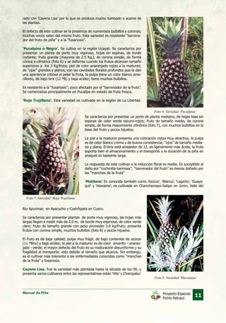 Manual de Piña
11Proyecto Especial
Pichis Palcazú
Foto 6. Variedad ‘Pucalpina’
Foto 7. Variedad ‘Roja Trujillana’
Foto 8. Variedad ‘Hawaiana’
rado con ‘Cayena Lisa’ por lo que se produce mucho tumbado o acame de
las plantas.
El defecto de este cultivar es la presencia de numerosos bulbillos y coronas;
muchas veces salen del mismo fruto. Esta variedad es resistente “barrena-
dor del fruto de piña” y a la “fusariosis”.
‘Pucalpina o Negra’. Se cultiva en la región Ucayali. Se caracteriza por
presentar un planta de porte muy vigoroso, hojas sin espinas, de borde
cortante; fruto grande (mayores de 2.5 Kg.), de corona simple, de forma
cónica a cilíndrica (foto 6) y se deforma cuando los frutos alcanzan tamaño
superiores a los 3 Kg/fruta; piel de color anaranjado rojizo a la madurez;
de “ojos” grandes y planos, con las cavidades florales profundos que la dan
una apariencia cribosa al pelar la fruta, la pulpa tiene un color blanco ama-
rillento, de bajo brix (12 ºB) y baja acidez; tiene muchos bulbillos.
Es resistente a la “fusariosis”; poco afectado por el “barrenador de la fruta”.
Se comercializa principalmente en Pucallpa en estado de fruta fresca.
‘Roja Trujillana’. Esta variedad es cultivada en la región de La Libertad.
Se caracteriza por presentar un porte de planta mediano, de hojas lisas sin
espinas de color verde oscuro-rojizo; fruto de tamaño medio, de corona
simple, de forma mayormente cilíndrica (foto 7), con muchos bulbillos en la
base del fruto y pocos hijuelos.
La piel a la madurez presenta una coloración rojiza muy atractiva, la pulpa
es de color blanco crema y de buena consistencia; “ojos” de tamaño media-
no y plano. El brix está alrededor de 12, es ligeramente más ácida; la fruta
soporta bien el almacenamiento y el transporte y la duración de la piña en
anaquel es bastante larga.
La respuesta de este cultivar a la inducción floral es media. Es suceptible al
daño por “cochinilla harinosa”, “barrenador del fruto” es menos dañado por
las “manchas de la fruta”
‘Motilona’ Es conocida también como ‘Azúcar’, ‘Blanca’, ‘Lagarto’, ‘Guaya-
quil’ y ‘Hawaina’; es cultivada en Chanchamayo-Satipo en Junin, Valle del
Río Apurimac en Ayacucho y Coshñipata en Cusco.
Se caracteriza por presentar plantas de porte muy vigorosa, las hojas más
largas llegan a medir más de 2.0 m, de borde muy espinosa, de color verde
claro; fruto de tamaño grande con peso promedio 3.0 kg/fruto; presenta
frutos con corona simple, muchos bulbillos (foto 8) y pocos hijuelos.
El fruto es de baja calidad, pulpa muy frágil, de bajo contenido de azúcar
(11 ºBrix) y baja acidez; la piel a la madurez es de color amarillo - anaran-
jado - verde; el mayor defecto del fruto es su maduración desuniforme y su
fragilidad al transporte; esto debido al tamaño que alcanza. Sin embargo,
es el cultivar más tolerante a las enfermedades conocidas como “manchas
de la fruta” y fusariosis.
Cayena Lisa. Fue la variedad más plantada hasta la década de los 90, y
presenta varios cultivares entre las representativas están ‘Hilo’ y Champaka’.
 
