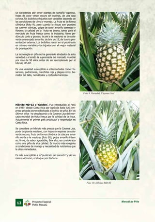 12 Manual de PiñaProyecto Especial
Pichis Palcazú
Se caracteriza por tener plantas de tamaño vigoroso,
hojas de color verde oscuro sin espinas, de una sola
corona, los bulbillos e hijuelos son variables depende de
las condiciones de clima y manejo. La fruta es de forma
cilíndrica (foto 9), pero cuando la frutas son grandes
se vuelven cónicas, pulpa de color amarillo cremoso y
fibroso; la calidad de la fruta es buena, tanto para el
mercado de fruta fresca como la industria; tiene pe-
dúnculo corto y grueso; la piel a la madurez es de color
verde anaranjado amarillo, de brix de 15, de buena pre-
sentación externa. Los bulbillos nacen en el pedúnculo
en número variable y los hijuelos son el mejor material
de propagación.
La tecnología en piña se ha generado alrededor de esta
variedad y a tenido la supremacía del mercado mundial
por más de 50 años antes de ser reemplazado por el
híbrido MD-02.
Es una variedad susceptible a enfermedades como: fu-
sariosis, pudriciones, marchites roja y plagas como: ba-
rredor del tallo, nemátodos y cochinilla harinosa.
Híbrido MD-02 o ‘Golden’. Fue introducido al Perú
en 1989 desde Costa Rica por Agrícola Italia SAC em-
presa privada pionera dedicada al cultivo de piña. En los
últimos años ha desplazando a la Cayena Lisa del mer-
cado mundial de fruta fresca por la calidad de la fruta.
Actualmente el primer país productor y exportador es
Costa Rica.
Se considera un híbrido más precoz que la Cayena Lisa,
porte de planta mediano, con hojas sin espinas de color
verde oscuro, fruto de forma cilíndrica de cáscara ama-
rillo verde a la madurez (foto 10), pulpa amarillo inten-
so, firme, de sabor agradable, Brix alto; es considerada
como una piña de alta calidad. Es mucho más exigente
a condiciones de manejo y necesidad de nutrientes que
la otras variedades.
Es más susceptible a la “pudrición del corazón” y de las
raíces así como, el ataque por bacteria.
Foto 9. Variedad ‘Cayena Lisa’
Foto 10. Híbrido MD-02
 
