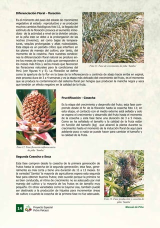 14 Manual de PiñaProyecto Especial
Pichis Palcazú
Diferenciación Floral - floración
Es el momento del paso del estado de crecimiento
vegetativo al estado reproductivo y se producen
muchos cambios fisiológicos foto 12, la llegada del
estímulo de la floración provoca el aumento inme-
diato de la actividad a nivel de la división celular;
en la piña esto se debe a la prolongación de las
noches (invierno); así como bajas de tempera-
turas, sequías prolongadas y altas nubosidades.
Esta etapa es un periodo crítico que interfiere en
los planes de manejo del cultivo; por tanto, del
momento de la cosecha. Para nuestras condicio-
nes la diferenciación floral natural se produce en-
tre los meses de mayo a julio que corresponden a
los meses más fríos y secos meses que favorecen
las floraciones naturales para la condiciones del
Perú (ver figuras 4 y 5). La Floración se define
Fructificación - Cosecha
Es la etapa del crecimiento y desarrollo del fruto; esta fase com-
prende desde el fin de la floración hasta la cosecha foto 13; en
esta etapa, el contacto con el medio externo está sellada y solo
se espera el crecimiento y desarrollo del fruto hasta el momento
de la cosecha y esta fase tiene una duración de 3 a 5 meses.
Como se ha señalado el tamaño y la calidad de la fruta están
en función del tamaño (kg) que alcanzó la planta durante su
crecimiento hasta el momento de la inducción floral de aquí para
adelante poco o nada se puede hacer para cambiar el tamaño y
la calidad de la fruta.
Segunda Cosecha o Soca
Esta fase compren desde la cosecha de la primera generación de
frutos hasta la cosecha de la segunda generación; esta fase, gene-
ralmente es más corta y tiene una duración de 11 a 13 meses. En
la variedad ‘Samba’ la mayoría de agricultores espera esta segunda
fase para obtener buenos frutos; esto sucede porque la primera no
es bien conducida, el ritmo de crecimiento no es adecuado por mal
manejo del cultivo y la mayoría de los frutos es de tamaño muy
pequeño. En otras variedades como la Cayena Lisa, también puede
ser destinado a la producción de hijuelos para incrementar áreas
de cultivo o cuando la cosecha de la primera fase no fue adecuado.
Foto 11. Fase de crecimiento de piña `Samba´
Foto 12. Fase floración inflorescencia
de piña `Samba´
Foto 13. Fase producción y cosecha de
piña `Samba´
como la apertura de la flor en la base de la inflorescencia y continúa de abajo hacia arriba en espiral,
este proceso dura de 3 a 4 semanas y es la etapa más delicado del crecimiento del fruto, es el momento
que se produce la contaminación del sistema floral por hongos que producen la mancha negra y seca
que tendrán un efecto negativo en la calidad de la fruta.
 