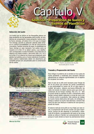 Manual de Piña
15Proyecto Especial
Pichis Palcazú
Selección del suelo
Los suelos que se ubican en las fisiografías planas con
baja pendiente son las apropiadas para la piña; sin pro-
blemas de compactación, buena aireación, textura suel-
ta franco arenoso, pH ácida (4.5 a 5.5) que no tengan
mal drenaje; durante la selección además debe tener-
se en cuenta la accesibilidad a la vías de comunicación
(carretera), fuentes cercanas de agua, la posibilidad de
hacer drenaje en caso necesario. Los suelos como se
muestra en la foto 14 no deben usarse, cuya clasifica-
ción corresponden a suelos forestales y de protección se
observa una fuerte erosión y derrumbe (foto 14 y 15) y
en la foto 22 se observa los hoyos que prepararan para
plantar los bulbillos como si fueran plantones forestales;
estas práctica tradicionales deben de desecharse por
completo porque son perjudiciales para la conservación
de los suelos.
Trazado y Preparación del Suelo
Para mitigar el problema de la siembra en los suelos de
fuerte pendiente a moderada será necesario efectuar
plantaciones en sistemas agroforestales con el objetivo
de recuperar los suelos.
Para el caso de la piña será necesario picar franjas de
90 cm de ancho que simulen las camas (camellones)
a una profundidad no menor de 30 cm para lograr el
mullido del suelo y obtener una buena infiltración; las
calles de transito no deben picarse para que sirvan de
contención de las franjas mullidas, foto 16 y 17. Sólo
se picará donde se plantará la piña y obviamente estas
franjas (camas) deben realizarse a curvas de nivel o por
lo menos contra la pendiente. Este sistema de trabajo
es mucho menos destructivo del suelo; sin embargo, el
trabajo a realizar es mucho más laborioso y tomará más
mano de obra que efectuar el sistema de rozo-quema y
picado de hoyos.
El sistema radicular de la piña es muy frágil; por esta ra-
zón, la preparación del terreno reviste una gran impor-
tancia, porque de ello depende el crecimiento y desa-
rrollo de la planta. La preparación del suelo en las zonas
donde se cultiva la ‘Samba’ son exclusivamente manual
porque el suelo donde se hacen las plantaciones tienen
Foto 14. Suelos con plantación de piña
mostrando fuerte erosión
Foto 15. En las chacras los suelos deben
manejarse de acuerdo a su capacidad
Foto 16. Trazado de camas y calles de acuerdo
al distanciamiento establecido
Capítulo VCapítulo V
Selección - Preparación de Suelos y
Sitemas de Plantación
Selección - Preparación de Suelos y
Sitemas de Plantación
 