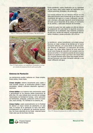 16 Manual de PiñaProyecto Especial
Pichis Palcazú
fuerte pendiente; suelos clasificados por su capacidad
de uso mayor, estos suelos deben ser destinados para
cultivos perennes, forestales o de protección.
Las buenas prácticas de una labranza influyen en una
adecuada aireación para el desarrollo de las raíces, buen
movimiento del agua en el suelo (infiltración, percola-
ción y drenaje), adecuada regulación de la temperatura
del suelo para el desarrollo de las raíces, el crecimiento
de las plantas, y adecuada retención de humedad.
Cuando los suelos han sido usados con piña las labores
de preparación del suelo tienen la siguiente secuencia:
Eliminación de la plantación vieja mediante cortadoras
de piña soca, secado del material, incorporación del ma-
terial o limpieza y picado profundo a 30 a 40 cm.
La siembra en camas (camellones), es la mejor porque
favorece un mejor anclaje de las plantas por la buena
formación radicular y en zonas donde la alta precipita-
ción favorece la infiltración y la evacuación del exceso
de agua y las calles deben dejarse sin picar para que
sirvan como franjas de retención de la erosión como se
aprecia en la foto 17. El sistema picando del área (cama)
donde ira la planta es mejor que hacer solo hoyos (foto
25); el picado favorece tener áreas más amplias removi-
das que favorecen una mejor formación radicular y una
mejor infiltración del agua.
Foto 17. Solo picar el área de siembra 90 cm de ancho
Foto 18. Suelo planos con camellones levantados es el me-
jor sistema de preparación de suelos para piña.
Foto 19. Sistema de plantación en doble hilera en ‘Samba’.
Sistemas de Plantación
Las plantaciones pueden realizarse en: líneas simples,
líneas dobles, líneas triples
Líneas simples: sistema actualmente poco usado a
nivel mundial, porque, se acostumbra plantar a bajas
densidades, usando cultivares altamente vigorosos y
espinosos.
Líneas dobles: es el sistema más comúnmente usado
y generalizado en los diversos países productores de
piña (foto 19), este método tiene una serie de ventajas
relacionadas a la facilidad de manejo; como: aplicación
de fertilizantes, pesticidas, protección contra la insola-
ción, buen drenaje, TIF, facilidad en la cosecha, etc.
Líneas triples: usado ocasionalmente con la finalidad
de obtener un mayor número de plantas/ha; en este
caso, el manejo de la plantación se hace más difícil,
principalmente en la aplicación de productos granula-
dos, los frutos obtenidos de las líneas externas tienen
mejor peso que de las líneas internas.
 