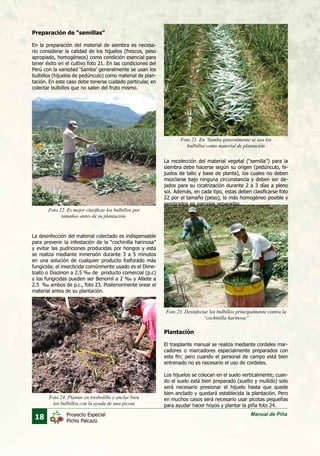 18 Manual de PiñaProyecto Especial
Pichis Palcazú
Preparación de “semillas”
En la preparación del material de siembra es necesa-
rio considerar la calidad de los hijuelos (frescos, peso
apropiado, homogéneos) como condición esencial para
tener éxito en el cultivo foto 21. En las condiciones del
Perú con la variedad ‘Samba’ generalmente se usan los
bulbillos (hijuelos de pedúnculo) como material de plan-
tación. En este caso debe tenerse cuidado particular, en
colectar bulbillos que no salen del fruto mismo.
Plantación
El trasplante manual se realiza mediante cordeles mar-
cadores o marcadores especialmente preparados con
este fin; pero cuando el personal de campo está bien
entrenado no es necesario el uso de cordeles.
Los hijuelos se colocan en el suelo verticalmente; cuan-
do el suelo está bien preparado (suelto y mullido) solo
será necesario presionar el hijuelo hasta que quede
bien anclado y quedará establecida la plantación. Pero
en muchos casos será necesario usar picotas pequeñas
para ayudar hacer hoyos y plantar la piña foto 24.
La recolección del material vegetal (“semilla”) para la
siembra debe hacerse según su origen (pedúnculo, hi-
juelos de tallo y base de planta), los cuales no deben
mezclarse bajo ninguna circunstancia y deben ser de-
jados para su cicatrización durante 2 a 3 días a pleno
sol. Además, en cada tipo, estas deben clasificarse foto
22 por el tamaño (peso), lo más homogéneo posible y
sembrados en parcelas separadas.
La desinfección del material colectado es indispensable
para prevenir la infestación de la “cochinilla harinosa”
y evitar las pudriciones producidas por hongos y esta
se realiza mediante inmersión durante 3 a 5 minutos
en una solución de cualquier producto fosforado más
fungicida; el insecticida comúnmente usado es el Dime-
toato o Diazinon a 2.5 ‰ de producto comercial (p.c)
y los fungicidas pueden ser Benomil a 2 ‰ y Alliete a
2.5 ‰ ambos de p.c., foto 23. Posteriormente orear el
material antes de su plantación.
Foto 21. En ‘Samba generalmente se usa los
bulbillos como material de plantación
Foto 23. Desinfectar los bulbillos principalmente contra la
“cochinilla harinosa”
Foto 22. Es mejor clasificar los bulbillos por
tamaños antes de su plantación.
Foto 24. Plantar en tresbolillo y anclar bien
los bulbillos con la ayuda de una picota
 