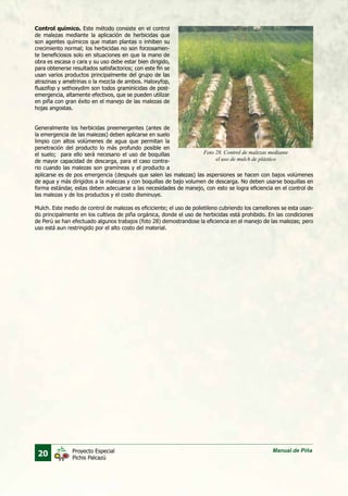 20 Manual de PiñaProyecto Especial
Pichis Palcazú
Control químico. Este método consiste en el control
de malezas mediante la aplicación de herbicidas que
son agentes químicos que matan plantas o inhiben su
crecimiento normal; los herbicidas no son forzosamen-
te beneficiosos solo en situaciones en que la mano de
obra es escasa o cara y su uso debe estar bien dirigido,
para obtenerse resultados satisfactorios; con este fin se
usan varios productos principalmente del grupo de las
atrazinas y ametrinas o la mezcla de ambos. Haloxyfop,
fluazifop y sethoxydim son todos graminicidas de post-
emergencia, altamente efectivos, que se pueden utilizar
en piña con gran éxito en el manejo de las malezas de
hojas angostas.
Generalmente los herbicidas preemergentes (antes de
la emergencia de las malezas) deben aplicarse en suelo
limpio con altos volúmenes de agua que permitan la
penetración del producto lo más profundo posible en
el suelo; para ello será necesario el uso de boquillas
de mayor capacidad de descarga, para el caso contra-
rio cuando las malezas son gramíneas y el producto a
Foto 28. Control de malezas mediante
el uso de mulch de plástico
aplicarse es de pos emergencia (después que salen las malezas) las aspersiones se hacen con bajos volúmenes
de agua y más dirigidos a la malezas y con boquillas de bajo volumen de descarga. No deben usarse boquillas en
forma estándar, estas deben adecuarse a las necesidades de manejo, con esto se logra eficiencia en el control de
las malezas y de los productos y el costo disminuye.
Mulch. Este medio de control de malezas es eficiciente; el uso de polietileno cubriendo los camellones se esta usan-
do principalmente en los cultivos de piña orgánica, donde el uso de herbicidas está prohibido. En las condiciones
de Perú se han efectuado algunos trabajos (foto 28) demostrandose la eficiencia en el manejo de las malezas; pero
uso está aun restringido por el alto costo del material.
 