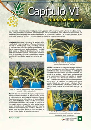 Manual de Piña
21Proyecto Especial
Pichis Palcazú
Foto 29. Deficiencia de nitrógeno fuerte
disminución del tamaño de la planta
Foto 31. Las hojas adultas presentan manchas
amarillentas que se necrosan y las plantas deficientes
presentan un menor crecimiento
Foto 30. Planta de tamaño similar con la maceta testigo
sometído a deficiencia de fósforo
Los elementos minerales como el nitrógeno, fósforo, potasio, calcio. magnesio, azufre, hierro, zinc. boro, manga-
neso, cobre, molibdeno actúan en el metabolismo de la piña en forma similar como lo hacen en otros cultivos. Los
suelos de la selva central son deficientes principalmente en los elementos mayores y en los micro elementos se han
encontrado problemas con boro y zinc, son los elementos que se tratan en este manual.
Nitrógeno. Favorece el crecimiento de la piña y la for-
mación de la masa foliar y tiene influencia directa en el
tamaño de la fruta (peso, altura, diámetro), aumenta
la fragilidad de la pulpa y aumenta la translucidez; en
Samba el exceso produce pedúnculos largos y tumbado
de la planta. La deficiencia de este elemento se mani-
fiesta en una disminución del tamaño de la planta del
fruto; se presenta como una clorosis de las hojas adul-
tas (foto 29). Las plantas la absorben como ion NO3
–
y
NH4
+
Fosforo. La piña es poco exigente en este elemento,
aún en suelos pobres no se ha encontrado respuestas
satisfactorias sobre los rendimientos; sin embargo se
considera como un nutriente importante durante el de-
sarrollo de la floración y fructificación; en Cayena Lisa
se ha encontrado disminución de la acidez de la pulpa
de los frutos al usar altos niveles fertilización con fós-
foro. La deficiencia se puede observar generalmente en
épocas secas y se manifiesta con una coloración verde
oscuro matizado con hojas largas y estrechas. No se
observan claramente en el tamaño de la planta foto 30.
Las plantas las absorben en forma de aniones H2
PO4
-
y
HPO4
-2
.
Potasio. Los requerimientos de la piña por potasio son
elevados desde el momento de la plantación y alcanza
el máximo durante la fructificación y maduración de la
fruta; es un elemento determinante de la calidad de la
fruta, altura media de la planta, diámetro del pedúnculo
y disminuye la incidencia del tumbado de las plantas.
La deficiencia se presenta en las hojas adultas porque
es un elemento móvil, las hojas presentan manchas
amarillentas inicialmente pero cuando la deficiencia se
agrava estás se vuelven necróticas como se observa en
la foto 31. Las plantas las absorben como ion K+
.
Capítulo VICapítulo VI
Nutrición MineralNutrición Mineral
 