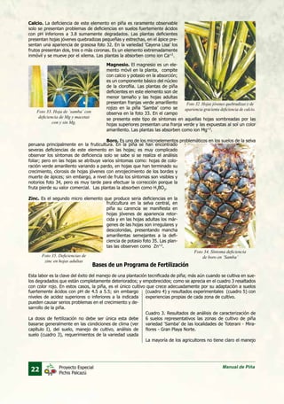 22 Manual de PiñaProyecto Especial
Pichis Palcazú
Calcio. La deficiencia de este elemento en piña es raramente observable
solo se presentan problemas de deficiencias en suelos fuertemente ácidos
con pH inferiores a 3.8 sumamente degradados. Las plantas deficientes
presentan hojas jóvenes quebradizas pequeñas y estrechas, en el ápice pre-
sentan una apariencia de grasosa foto 32. En la variedad ‘Cayena Lisa’ los
frutos presentan dos, tres o más coronas. Es un elemento extremadamente
inmóvil y se mueve por el xilema. Las plantas la absorben como ion Ca+2
.
Foto 32. Hojas jóvenes quebradizas y de
apariencia gracienta deficiencia de calcio.Foto 33. Hoja de `samba` con
deficiencia de Mg y macetas
con y sin Mg.
Foto 34. Síntoma deficiencia
de boro en ‘Samba’Foto 35. Deficiencias de
zinc en hojas adultas
Magnesio. El magnesio es un ele-
mento móvil en la planta, compite
con calcio y potasio en la absorción;
es un componente básico del núcleo
de la clorofila. Las plantas de piña
deficientes en este elemento son de
menor tamaño y las hojas adultas
presentan franjas verde amarillento
rojizo en la piña ‘Samba’ como se
observa en la foto 33. En el campo
peruana principalmente en la fruticultura. En la piña se han encontrado
severas deficiencias de este elemento en las hojas; es muy complicado
observar los síntomas de deficiencia solo se sabe si se realiza el análisis
foliar; pero en las hojas se atribuye varios síntomas como: hojas de colo-
ración verde amarillento variando a pardo, en hojas que han terminado su
crecimiento, clorosis de hojas jóvenes con enrojecimiento de los bordes y
muerte de ápices; sin embargo, a nivel de fruta los síntomas son visibles y
notorios foto 34, pero es muy tarde para efectuar la corrección porque la
fruta pierde su valor comercial. Las plantas la absorben como H3
BO3
.
Zinc. Es el segundo micro elemento que produce seria deficiencias en la
fruticultura en la selva central, en
piña su carencia se manifiesta en
hojas jóvenes de apariencia retor-
cida y en las hojas adultas los már-
genes de las hojas son irregulares y
descoloridas, presentando mancha
amarillentas semejantes a la defi-
ciencia de potasio foto 35. Las plan-
tas las observen como Zn+2
.
se presenta este tipo de síntomas en aquellas hojas sombreadas por las
hojas superiores presentan una franja verde y las expuestas al sol un color
amarillento. Las plantas las absorben como ion Mg+2
.
Boro. Es uno de los microelementos problemáticos en los suelos de la selva
Esta labor es la clave del éxito del manejo de una plantación tecnificada de piña; más aún cuando se cultiva en sue-
los degradados que están completamente deteriorados; y empobrecidos; como se aprecia en el cuadro 3 resaltados
con color rojo. En estos casos, la piña, es el único cultivo que crece adecuadamente por su adaptación a suelos
fuertemente ácidos con pH de 4.5 a 5.5; sin embargo
niveles de acidez superiores o inferiores a la indicada
pueden causar serios problemas en el crecimiento y de-
sarrollo de la piña.
La dosis de fertilización no debe ser única esta debe
basarse generalmente en las condiciones de clima (ver
capítulo I), del suelo, manejo de cultivo, análisis de
suelo (cuadro 3), requerimientos de la variedad usada
(cuadro 4) y resultados experimentales (cuadro 5) con
experiencias propias de cada zona de cultivo.
Cuadro 3. Resultados de análisis de caracterización de
6 suelos representativos las zonas de cultivo de piña
variedad ‘Samba’ de las localidades de Toterani - Mira-
flores - Gran Playa Norte.
La mayoría de los agricultores no tiene claro el manejo
Bases de un Programa de Fertilización
 
