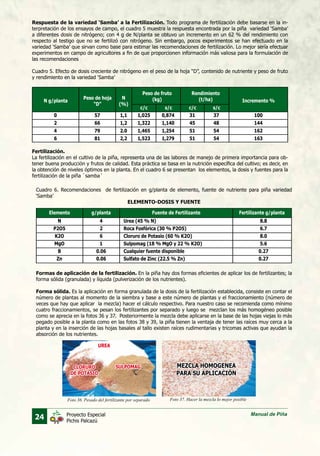 24 Manual de PiñaProyecto Especial
Pichis Palcazú
Respuesta de la variedad ‘Samba’ a la Fertilización. Todo programa de fertilización debe basarse en la in-
terpretación de los ensayos de campo, el cuadro 5 muestra la respuesta encontrada por la piña variedad ‘Samba’
a diferentes dosis de nitrógeno; con 4 g de N/planta se obtuvo un incremento en un 62 % del rendimiento con
respecto al testigo que no se fertilizó con nitrógeno. Sin embargo, pocos experimentos se han efectuado en la
variedad ‘Samba’ que sirvan como base para estimar las recomendaciones de fertilización. Lo mejor sería efectuar
experimentos en campo de agricultores a fin de que proporcionen información más valiosa para la formulación de
las recomendaciones
Cuadro 5. Efecto de dosis creciente de nitrógeno en el peso de la hoja “D”, contenido de nutriente y peso de fruto
y rendimiento en la variedad ‘Samba’
Cuadro 6. Recomendaciones de fertilización en g/planta de elemento, fuente de nutriente para piña variedad
‘Samba’
Fertilización.
La fertilización en el cultivo de la piña, representa una de las labores de manejo de primera importancia para ob-
tener buena producción y frutos de calidad. Esta práctica se basa en la nutrición específica del cultivo; es decir, en
la obtención de niveles óptimos en la planta. En el cuadro 6 se presentan los elementos, la dosis y fuentes para la
fertilización de la piña `samba´
ELEMENTO-DOSIS Y FUENTE
Formas de aplicación de la fertilización. En la piña hay dos formas eficientes de aplicar los de fertilizantes; la
forma sólida (granulada) y líquida (pulverización de los nutrientes).
Forma sólida. Es la aplicación en forma granulada de la dosis de la fertilización establecida, consiste en contar el
número de plantas al momento de la siembra y base a este número de plantas y el fraccionamiento (número de
veces que hay que aplicar la mezcla) hacer el cálculo respectivo. Para nuestro caso se recomienda como mínimo
cuatro fraccionamientos, se pesan los fertilizantes por separado y luego se mezclan los más homogéneo posible
como se aprecia en la fotos 36 y 37. Posteriormente la mezcla debe aplicarse en la base de las hojas viejas lo más
pegado posible a la planta como en las fotos 38 y 39, la piña tienen la ventaja de tener las raíces muy cerca a la
planta y en la inserción de las hojas basales al tallo existen raíces rudimentarias y tricomas activas que ayudan la
absorción de los nutrientes.
N g/planta
Elemento g/planta Fertilizante g/plantaFuente de Fertilizante
0
2
4
6
N
P2O5
K2O
MgO
B
Zn
4
2
6
1
0.06
0.06
8.8
6.7
8.0
5.6
0.27
0.27
Urea (45 % N)
Roca Fosfórica (30 % P2O5)
Cloruro de Potasio (60 % K2O)
Sulpomag (18 % MgO y 22 % K2O)
Cualquier fuente disponible
Sulfato de Zinc (22.5 % Zn)
57
66
79
81
1,1
1,2
2.0
2,2
1,025
1,322
1,465
1,523
0,874
1,140
1,254
1,279
31
45
51
51
37
48
54
54
100
144
162
163
Incremento %
Peso de hoja
“D”
Peso de fruto
(kg)
c/c s/c s/cc/c
Rendimiento
(t/ha)N
(%)
Foto 37. Hacer la mezcla lo mejor posibleFoto 36. Pesado del fertilizante por separado
UREA
CLORURO
DE POTASIO
SULPOMAG MEZCLA HOMOGENEA
PARA SU APLICACIÓN
 