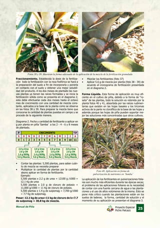 Manual de Piña
25Proyecto Especial
Pichis Palcazú
Fraccionamiento. Establecida la dosis de la fertiliza-
ción todo la fertilización con la roca fosfórica se hará a
la preparación del suelo a fin de incorporarla y ponerla
en contacto con el suelo y obtener una mejor solubili-
dad del producto. A los dos meses de plantado las nue-
vas plantas ya tienen las raíces formadas y se inicia la
fertilización sólida como se presenta en el diagrama 2;
esta debe efectuarse cada dos meses hasta el octavo
mes de crecimiento con una cantidad de mezcla cons-
tante, aplicados a la base de la planta como se observa
en las fotos 38 y 39. Para preparar la mezcla tiene que
conocerse la cantidad de plantas puestas en campo y se
procede de la siguiente manera.
Foto 40. Aplicación en forma de
pulverización de nutrientes en ‘Samba’
Fotos 38 y 39. Muestran la forma adecuada de la aplicación de la mezcla de la fertilización granulada
•	 Mezclar los fertilizantes (foto 37)
•	 Aplicar 5.6 g de mezcla por planta (foto 38 - 39) de
acuerdo al cronograma de fertilización presentada
en el diagrama 2.
Forma Líquida. Esta forma de aplicación es muy efi-
ciente en el cultivo de piña, debido a la forma de “ro-
seta” de las plantas, todo la solución es retenida por la
planta fotos 40 y 41, absorbida por las raíces rudimen-
tarias que existen en las hojas basales y los tricomas
activos de la parte no clorofílica de la base de las hojas y
además porque las hojas de piña pueden soportar me-
jor las soluciones más concentradas que otros cultivos.
•	 Contar las plantas: 5,500 plantas, para saber cuán-
to de mezcla se necesita preparar
•	 Multiplicar la cantidad de plantas por la cantidad
abono aplicar en forma de fertilizante.
Ejemplo:	
5,500 plantas x 2.2 g de urea = 12100 g /1000 =
12.1 Kg de urea
5,500 plantas x 2.0 g de cloruro de potasio =
11,000 g/1000 = 11 Kg de cloruro de potasio.
5,500 plantas x 1.4 g de sulpomag = 7,700 g/1000
= 7.7 Kg de sulpomag.
Pesar: 12.1 kg de urea+11 kg de cloruro de k+7.7
de sulpomag = 30.8 kg de mezcla.
P CRECIMIENTO TIF
S O N D E F M A M J J A
0
2.0 g Urea
2.0 g ClK
1.4 g SKMg
5.6 g Mezcla
2.0 g Urea
2.0 g ClK
1.4 g SKMg
5.6 g Mezcla
2.0 g Urea
2.0 g ClK
1.4 g SKMg
5.6 g Mezcla
2.0 g Urea
2.0 g ClK
1.4 g SKMg
5.6 g Mezcla
1 2 3 4 5 6 7 8 9 10 11
La aplicación de los fertilizantes en pulverizaciones folia-
res son mucho más eficientes durante las épocas secas;
el problema de las aplicaciones foliares es la necesidad
de contar con una fuente cercana de agua a las planta-
ciones y el uso de altos volúmenes de la misma. Esto se
pone más crítico cuando las plantaciones están en los
suelos de laderas; la forma, cantidad de solución y el
momento de su aplicación se presentan el diagrama 3.
Diagrama 2. Fecha y cantidad de fertilizante a aplicar en
g por planta en piña ‘Samba’ a los 2 - 4 - 6 y 8 meses
de plantado.
 