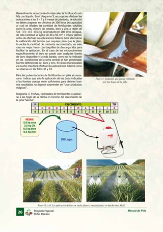 26 Manual de PiñaProyecto Especial
Pichis Palcazú
Generalmente se recomienda intercalar la fertilización só-
lida con líquida. En el diagrama 3, se propone efectuar las
aplicaciones a los 5 – 7 y 9 meses de plantado; la solución
se deben preparar en cilindros de 200 litros de capacidad
al cual se añaden las cantidad de fertilizantes solubles
como la urea, cloruro de potasio, boro y zinc a razón de
5.0 - 3.5 - 0.5 - 0.5; kg de producto en 200 litros de agua,
de esta cantidad se aplica de 40 a 50 cm3
o ml por planta;
antes de efectuar las aplicaciones foliares debe efectuarse
la calibración del tiempo que requiere para que la plan-
ta reciba la cantidad de nutriente recomendado, en este
caso es mejor hacer con boquillas de descarga alta para
facilitar la aplicación. En el caso de los micronutrientes
específicamente el boro se puede usar cualquier fuente
de boro disponible y la más barata; como se ha indicado
en las condiciones de la selva central se han presentado
fuertes deficiencias de boro y zinc. En áreas mecanizadas
es mucho más fácil efectuar las aplicaciones foliares como
se observa en las fotos 42 y 43.
Para las pulverizaciones de fertilizantes en piña es nece-
sario indicar que solo la aplicación de las dosis indicadas
y las fuentes usadas serán suficientes para obtener bue-
nos resultados no dejarse sorprender en “usar productos
mágicos” .
Diagrama 3. Fechas, cantidades de fertilizantes a aplicar-
se a las hojas de la planta en función del crecimiento de
la piña ‘Samba’.
Foto 41. Solución que queda retenida
por las hojas de la piña
Foto 42 y 43. La aplicación foliar en suelo plano y mecanizado, es mucho más fácil.
P CRECIMIENTO TIF
S O N D E F M A M J J A
0 1 2 3 4 5 6 7 8 9 10 11
PESAR:
5.0 kg urea
3.5 kg Clk
0.5 kg boro
0.5 Kg zinc
 