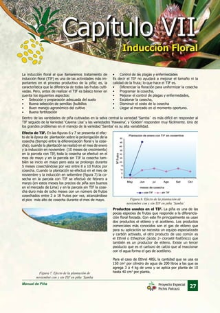 Manual de Piña
27Proyecto Especial
Pichis Palcazú
Figura 6. Efecto de la plantación de
noviembre con y sin TIF en piña ‘Samba’
Figura 7. Efecto de la plantación de
noviembre con y sin TIF en piña ‘Samba
La inducción floral al que llamaremos tratamiento de
inducción floral (TIF) es una de las actividades más im-
portantes en el proceso productivo de la piña; es, la
característica que la diferencia de todas las frutas culti-
vadas. Pero, antes de realizar el TIF es básico tener en
cuenta los siguientes aspectos:
•	 Selección y preparación adecuada del suelo
•	 Buena selección de semillas (bulbillos
•	 Buen manejo agronómico del cultivo
•	 Buena fertilización
Efecto de TIF. En las figuras 6 y 7 se presenta el efec-
to de la época de plantación sobre la prolongación de la
cosecha (tiempo entre la diferenciación floral y la cose-
cha); cuando la plantación se realizó en el mes de enero
y la inducción en noviembre (10 meses de crecimiento)
en la parcela con TIF, toda la cosecha se efectuó en el
mes de mayo y en la parcela sin TIF la cosecha tam-
bién se inicio en mayo pero esta se prolongo durante
5 meses cosechándose por vez entre 8 a 10 frutos por
cosecha. Cuando la plantación se efectuó en el mes de
noviembre y la inducción en setiembre (figura 7) la co-
secha en la parcela con TIF se efectuó de febrero a
marzo (en estos meses los precios de piña son buenos
en el mercado de Lima) y en la parcela sin TIF la cose-
cha duro más de ocho meses con un número de frutos
cosechados entre 2 a 18 frutos por vez, alcanzándose
el pico más alto de cosecha durante el mes de mayo.
•	 Control de las plagas y enfermedades
Es decir el TIF no ayudará a mejorar el tamaño ni la
calidad de la fruta; lo que hace el TIF es.
•	 Diferenciar la floración para uniformizar la cosecha
•	 Programar la cosecha,
•	 Mejorar el control de plagas y enfermedades,
•	 Escalonar la cosecha,
•	 Disminuir el costo de la cosecha
•	 Llegar al mercado en el momento oportuno.
Dentro de las variedades de piña cultivadas en la selva central la variedad ‘Samba` es más difícil en responder al
TIF seguido de la Variedad ‘Cayena Lisa’ y las variedades ‘Hawaina’, y ‘Golden’ responden muy fácilmente. Uno de
los grandes problemas en el manejo de la variedad ‘Samba’ es su alta variabilidad.
Productos usados en el TIF. La piña es una de las
pocas especies de frutas que responde a la diferencia-
ción floral forzada. Con este fin principalmente se usan
dos productos el etileno y el acetileno. Los productos
comerciales más conocidos son el gas de etileno que
para su aplicación se necesita un equipo especializado
y carbón activado, el otro producto de uso común es
el Ethrel o Ethephon (ácido 2- cloroetil fosfónico) que
también es un productor de etileno. Existe un tercer
psoducto que es el carburo de calcio que al reaccionar
con el agua forma el gas de acetileno.
Para el caso de Ethrel 48SL la cantidad que se usa es
150 cm3
por cilindro de agua de 200 litros a las que se
agrega 3 a 4 kg de urea y se aplica por planta de 10
hasta 40 cm3
por planta.
Capítulo VIICapítulo VII
Inducción FloralInducción Floral
 