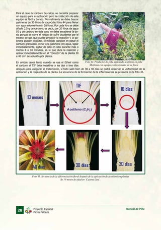 28 Manual de PiñaProyecto Especial
Pichis Palcazú
Para el caso de carburo de calcio, se necesita preparar
un equipo para su aplicación pero la confección de este
equipo es fácil y barato. Normalmente se debe buscar
galoneras de 30 litros de capacidad foto 44 para llenar
con agua solamente con 20 litros. Por cada litro se debe
añadir 2.5 g de carburo; es decir, por 20 litros de agua
50 g de carburo en este caso no debe excederse la do-
sis porque se corre el riesgo de sufrir accidente por el
exceso de gas que puede producir la reacción y la ga-
lonera pueden explotar. El método consiste en pesar el
carburo granulado, echar a la galonera con agua, tapar
inmediatamente, agitar de rato en rato durante más o
menos 8 a 10 minutos, es la que dura la reacción y
aplicar inmediatamente en el “corazón” de la planta 30
a 40 cm3
de solución por planta.
En ambos casos tanto cuando se usa el Ethrel como
el carburo el TIF debe repetirse a los dos o tres días
después para asegurar el tratamiento, sí todo salió bien de 38 a 40 días se podrá observar la uniformidad de la
aplicación y la respuesta de la planta. La secuencia de la formación de la inflorescencia se presenta en la foto 45.
Foto 44. Productor de piña aplicando acetileno en piña
Motilona con equipo confeccionado en su finca
Foto 45. Secuencia de la diferenciación floral después de la aplicación de acetileno en plantas
de 10 meses de edad en ‘Cayena Lisa’.
 