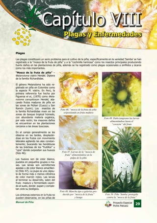 Manual de Piña
29Proyecto Especial
Pichis Palcazú
Plagas
Las plagas constituyen un serio problema para el cultivo de la piña; específicamente en la variedad ‘Samba’ se han
registrado a la “mosca de la fruta de piña” y a la “cochinilla harinosa” como los insectos principales produciendo
fuerte daños en las plantaciones de piña, además se ha registrado como plagas ocasionales a sinfilidos y ácaros
como los más importantes.
“Mosca de la fruta de piña” –
Melanoloma viatrix Hendel. Diptera
de la familia Richardiidae.
El género Melanoloma ha sido re-
gistrado en piña en Colombia como
la especie M. viatrix. En Perú, la
primera referencia fue hecha por
Figueroa et al., (1970) como Mela-
noloma canopilosum Hendel, ata-
cando frutos maduros de piña en
las zonas de Pichari (Cusco) y San
Ramón (Junin). Los insectos de
la familia Richardiidae viven en las
zonas de bosque tropical húmedo,
con abundante materia orgánica,
por esta razón; los mayores daños
se encuentran en las plantaciones
cercanos a las áreas boscosas.
En el campo generalmente se les
observa en las tardes, desplazán-
dose en los frutos con movimiento
laterales agitando las alas constan-
temente; buscando las hendiduras
de las brácteas de los “frutillos” u
“ojos” donde ovipositan sus huevos
(foto 46).
Los huevos son de color blanco,
puestos en pequeños grupos o ma-
sas. Las larvas son vermiformes
apodas y de color blanco amarillen-
to (foto 47). La pupa es una cápsu-
la de forma más o menos cilíndrica
de color marrón rojizo. Las larvas
al terminar su desarrollo, salen del
fruto maduro y fermentado cayen-
do al suelo, donde pupan y comple-
tan ciclo su biológico.
Los síntomas externos en la fruta no
pueden observarse, en las piñas de
Foto 46. “mosca de la fruta de piña
ovipositando en fruta madura
Foto 49. Daño temprano las larvas
alimentándose hasta el
“corazón” del fruto
Foto 50. Piña `Samba’protegida
contra la “mosca de la fruta”
Foto 47. Larvas de la “mosca de
fruta” alimentándose en la
pulpa de la piña
Foto 48. Mancha tipo a galerías pro-
ducido por “mosca de la fruta”
y hongo
Capítulo VIIICapítulo VIII
Plagas y EnfermedadesPlagas y Enfermedades
 