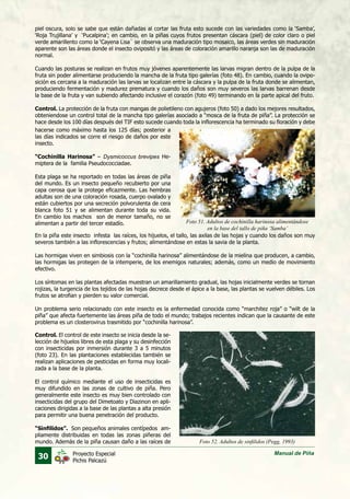 30 Manual de PiñaProyecto Especial
Pichis Palcazú
piel oscura, solo se sabe que están dañadas al cortar las fruta esto sucede con las variedades como la ‘Samba’,
‘Roja Trujillana’ y ‘Pucalpina’; en cambio, en la piñas cuyos frutos presentan cáscara (piel) de color claro o piel
verde amarillento como la ‘Cayena Lisa` se observa una maduración tipo mosaico, las áreas verdes sin maduración
aparente son las áreas donde el insecto ovipositó y las áreas de coloración amarillo naranja son las de maduración
normal.
Cuando las posturas se realizan en frutos muy jóvenes aparentemente las larvas migran dentro de la pulpa de la
fruta sin poder alimentarse produciendo la mancha de la fruta tipo galerías (foto 48). En cambio, cuando la ovipo-
sición es cercana a la maduración las larvas se localizan entre la cáscara y la pulpa de la fruta donde se alimentan,
produciendo fermentación y madurez prematura y cuando los daños son muy severos las larvas barrenan desde
la base de la fruta y van subiendo afectando inclusive el corazón (foto 49) terminando en la parte apical del fruto.
Control. La protección de la fruta con mangas de polietileno con agujeros (foto 50) a dado los mejores resultados,
obteniendose un control total de la mancha tipo galerías asociado a “mosca de la fruta de piña”. La protección se
hace desde los 100 días después del TIF esto sucede cuando toda la inflorescencia ha terminado su floración y debe
hacerse como máximo hasta los 125 días; posterior a
las días indicados se corre el riesgo de daños por este
insecto.
“Cochinilla Harinosa” – Dysmicoccus brevipes He-
miptera de la familia Pseudococciadae.
Esta plaga se ha reportado en todas las áreas de piña
del mundo. Es un insecto pequeño recubierto por una
capa cerosa que la protege eficazmente. Las hembras
adultas son de una coloración rosada, cuerpo ovalado y
están cubiertos por una secreción polvorulenta de cera
blanca foto 51 y se alimentan durante toda su vida.
En cambio los machos son de menor tamaño, no se
alimentan a partir del tercer estadío. Foto 51. Adultos de cochinilla harinosa alimentándose
en la base del tallo de piña ‘Samba’
Foto 52. Adultos de sinfilidos (Pegg, 1993)
En la piña este insecto infesta las raíces, los hijuelos, el tallo, las axilas de las hojas y cuando los daños son muy
severos también a las inflorescencias y frutos; alimentándose en estas la savia de la planta.
Las hormigas viven en simbiosis con la “cochinilla harinosa” alimentándose de la mielina que producen, a cambio,
las hormigas las protegen de la intemperie, de los enemigos naturales; además, como un medio de movimiento
efectivo.
Los síntomas en las plantas afectadas muestran un amarillamiento gradual, las hojas inicialmente verdes se tornan
rojizas, la turgencia de los tejidos de las hojas decrece desde el ápice a la base, las plantas se vuelven débiles. Los
frutos se atrofian y pierden su valor comercial.
Un problema serio relacionado con este insecto es la enfermedad conocida como “marchitez roja” o “wilt de la
piña” que afecta fuertemente las áreas piña de todo el mundo; trabajos recientes indican que la causante de este
problema es un closterovirus trasmitido por “cochinilla harinosa”.
Control. El control de este insecto se inicia desde la se-
lección de hijuelos libres de esta plaga y su desinfección
con insecticidas por inmersión durante 3 a 5 minutos
(foto 23). En las plantaciones establecidas también se
realizan aplicaciones de pesticidas en forma muy locali-
zada a la base de la planta.
El control químico mediante el uso de insecticidas es
muy difundido en las zonas de cultivo de piña. Pero
generalmente este insecto es muy bien controlado con
insecticidas del grupo del Dimetoato y Diazinon en apli-
caciones dirigidas a la base de las plantas a alta presión
para permitir una buena penetración del producto.
“Sinfilidos”. Son pequeños animales centípedos am-
pliamente distribuidas en todas las zonas piñeras del
mundo. Además de la piña causan daño a las raíces de
 