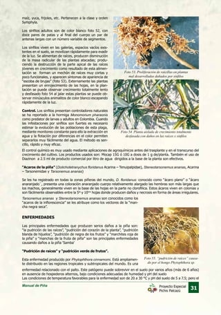 Manual de Piña
31Proyecto Especial
Pichis Palcazú
Foto 54. Planta aislada de crecimiento totalmente
desfasada con daños en las raíces x sinfilos
Foto 53. Proliferación de raicillas en plantas
mal desarrolladas dañados por sinfilos
Foto 55. “pudrición de raíces” causa-
do por el hongo Phytophthora sp.
maíz, yuca, frijoles, etc. Pertenecen a la clase y orden
Symphyla.
Los sinfilos adultos son de color blanco foto 52, con
doce pares de patas y al final del cuerpo un par de
antenas largas con un número variable de segmentos.
Los sinfilos viven en las galerías, espacios vacíos exis-
tentes en el suelo, se movilizan rápidamente para evadir
de la luz. Se alimentan de raíces, producen disminución
de la masa radicular de las plantas atacadas; produ-
ciendo la destrucción de la parte apical de las raíces
jóvenes en crecimiento como resultado de esta alimen-
tación se forman un mechón de raíces muy cortas y
poco funcionales, y aparecen síntomas de apariencia de
“escoba de brujas” (foto 53). Externamente las plantas
presentan un enrojecimiento de las hojas, en la plan-
tación se puede observar crecimiento totalmente lento
y desfasado foto 54 al jalar estas plantas se puede ob-
servar minúsculos animalitos de color blanco escapando
rápidamente de la luz.
Control. Los sinfilos presentan controladores naturales
se ha reportado a la hormiga Monomorium pharaonis
como predator de larvas y adultos en Colombia. Cuando
las infestaciones por sinfilos son fuertes es necesario
estimar la evolución de las poblaciones de esta plaga,
mediante monitoreo constante para ello la extracción en
agua y la flotación por diferencias en el color permiten
separarlos muy fácilmente del agua. El método es sen-
cillo, rápido y muy eficaz.
El control químico es muy usado mediante aplicaciones de agroquímicos antes del trasplante y en el transcurso del
crecimiento del cultivo. Los productos usados son: Mocap 15G ó 10G a dosis de 1 g de/planta. También el uso de
Diazinon a 2.5 ml de producto comercial por litro de agua dirigidos a la base de la planta son efectivos.
“Acaros de la piña” (Dolichotetranychus floridanus Acarina – Tenuipalpidae), Steneotarsonemus ananas, Acarina
– Tarsonemidae y Tarsonemus ananas)
Se les ha registrado en todas la zonas piñeras del mundo, D. floridanus: conocido como “ácaro plano” o “ácaro
anaranjado¨, presenta una coloración anaranjado cuerpo relativamente alargado las hembras son más largas que
los machos, generalmente viven en la base de las hojas en la parte no clorofilica. Estos ácaros viven en colonias y
son fácilmente observables entre la 5ta
y 10ma
hojas donde producen daños y necrosis en forma de áreas irregulares.
Tarsonemus ananas y Steneotarsonemus ananas son conocidos como los
“acaros de la inflorescencia” se les atribuye como los vectores de la “man-
cha negra seca”.
ENFERMEDADES
Las principales enfermedades que producen serios daños a la piña son:
“la pudrición de las raíces”, “pudrición del corazón de la planta”, “pudrición
blanda de hijuelos”, “pudrición de negra de los frutos” y “marchites roja de
la piña” y “manchas de la fruta de piña” son las principales enfermedades
causando daños a la piña ‘Samba’
“Pudrición de raíces” y “pudrición verde de frutos”.
Esta enfermedad producido por Phytophthora cinnamomi. Está ampliamen-
te distribuido en las regiones tropicales y subtropicales del mundo. Es una
enfermedad relacionado con el palto. Este patógeno puede sobrevivir en el suelo por varios años (más de 6 años)
en ausencia de hospederos alternos, bajo condiciones adecuadas de humedad y pH del suelo
Las condiciones de temperatura favorables para la enfermedad son de 20 a 30 °C y pH del suelo de 5 a 7.5; pero el
 