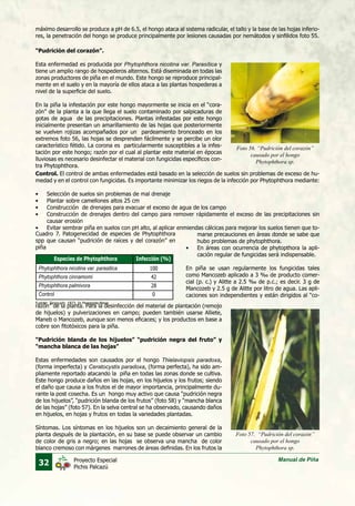 32 Manual de PiñaProyecto Especial
Pichis Palcazú
“Pudrición del corazón”.
Esta enfermedad es producida por Phytophthora nicotina var. Parasítica y
tiene un amplio rango de hospederos alternos. Está diseminada en todas las
zonas productores de piña en el mundo. Este hongo se reproduce principal-
mente en el suelo y en la mayoría de ellos ataca a las plantas hospederas a
nivel de la superficie del suelo.
En la piña la infestación por este hongo mayormente se inicia en el “cora-
zón” de la planta a la que llega el suelo contaminado por salpicaduras de
gotas de agua de las precipitaciones. Plantas infestadas por este hongo
inicialmente presentan un amarillamiento de las hojas que posteriormente
se vuelven rojizas acompañados por un pardeamiento bronceado en los
extremos foto 56, las hojas se desprenden fácilmente y se percibe un olor
característico fétido. La corona es particularmente susceptibles a la infes-
tación por este hongo; razón por el cual al plantar este material en épocas
lluviosas es necesario desinfectar el material con fungicidas específicos con-
tra Phytophthora.
máximo desarrollo se produce a pH de 6.5, el hongo ataca al sistema radicular, el tallo y la base de las hojas inferio-
res, la penetración del hongo se produce principalmente por lesiones causadas por nemátodos y sinfilidos foto 55.
Foto 56. “Pudrición del corazón”
causado por el hongo
Phytophthora sp.
Foto 57. “Pudrición del corazón”
causado por el hongo
Phytophthora sp.
Control. El control de ambas enfermedades está basado en la selección de suelos sin problemas de exceso de hu-
medad y en el control con fungicidas. Es importante minimizar los riegos de la infección por Phytophthora mediante:
•	 Selección de suelos sin problemas de mal drenaje
•	 Plantar sobre camellones altos 25 cm
•	 Construcción de drenajes para evacuar el exceso de agua de los campo
•	 Construcción de drenajes dentro del campo para remover rápidamente el exceso de las precipitaciones sin
causar erosión
•	 Evitar sembrar piña en suelos con pH alto, al aplicar enmiendas cálcicas para mejorar los suelos tienen que to-
razón” de la planta. Para la desinfección del material de plantación (remojo
de hijuelos) y pulverizaciones en campo; pueden también usarse Alliete,
Maneb o Mancozeb, aunque son menos eficaces; y los productos en base a
cobre son fitotóxicos para la piña.
“Pudrición blanda de los hijuelos” “pudrición negra del fruto” y
“mancha blanca de las hojas”
Estas enfermedades son causados por el hongo Thielaviopsis paradoxa,
(forma imperfecta) y Ceratocystis paradoxa, (forma perfecta), ha sido am-
pliamente reportado atacando la piña en todas las zonas donde se cultiva.
Este hongo produce daños en las hojas, en los hijuelos y los frutos; siendo
el daño que causa a los frutos el de mayor importancia, principalmente du-
rante la post cosecha. Es un hongo muy activo que causa “pudrición negra
de los hijuelos”, “pudrición blanda de los frutos” (foto 58) y “mancha blanca
de las hojas” (foto 57). En la selva central se ha observado, causando daños
en hijuelos, en hojas y frutos en todas la variedades plantadas.
Síntomas. Los síntomas en los hijuelos son un decaimiento general de la
planta después de la plantación, en su base se puede observar un cambio
de color de gris a negro; en las hojas se observa una mancha de color
blanco cremoso con márgenes marrones de áreas definidas. En los frutos la
Phytophthora nicotina var. parasitica
Phytophthora cinnamomi
Phytophthora palmivora
Control
Especies de Phytophthora Infección (%)
100
42
28
0
Cuadro 7. Patogenecidad de especies de Phytophthora
spp que causan “pudrición de raíces y del corazón” en
piña
marse precauciones en áreas donde se sabe que
hubo problemas de phytophthora.
•	 En áreas con ocurrencia de phytopthora la apli-
cación regular de fungicidas será indispensable.
En piña se usan regularmente los fungicidas tales
como Mancozeb aplicado a 3 ‰ de producto comer-
cial (p. c.) y Alitte a 2.5 ‰ de p.c.; es decir. 3 g de
Mancozeb y 2.5 g de Alitte por litro de agua. Las apli-
caciones son independientes y están dirigidos al “co-
Fuente: Taniguchi. 1973. In Pineapple News
 