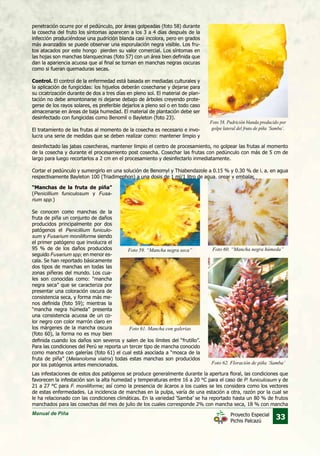 Manual de Piña
33Proyecto Especial
Pichis Palcazú
Foto 60. “Mancha negra húmeda”Foto 59. “Mancha negra seca”
Foto 61. Mancha con galerías
Foto 62. Floración de piña ‘Samba’
Foto 58. Pudrición blanda producido por
golpe lateral del fruto de piña ‘Samba’.
penetración ocurre por el pedúnculo, por áreas golpeadas (foto 58) durante
la cosecha del fruto los síntomas aparecen a los 3 a 4 días después de la
infección produciéndose una pudrición blanda casi incolora, pero en grados
más avanzados se puede observar una esporulación negra visible. Los fru-
tos atacados por este hongo pierden su valor comercial. Los síntomas en
las hojas son manchas blanquecinas (foto 57) con un área bien definida que
dan la apariencia acuosa que al final se tornan en manchas negras oscuras
como si fueran quemaduras secas.
Control. El control de la enfermedad está basada en mediadas culturales y
la aplicación de fungicidas: los hijuelos deberán cosecharse y dejarse para
su cicatrización durante de dos a tres días en pleno sol. El material de plan-
tación no debe amontonarse ni dejarse debajo de árboles creyendo prote-
gerse de los rayos solares, es preferible dejarlos a pleno sol o en todo caso
almacenarse en áreas de baja humedad. El material de plantación debe ser
desinfectado con fungicidas como Benomil o Bayleton (foto 23).
El tratamiento de las frutas al momento de la cosecha es necesario e invo-
lucra una serie de medidas que se deben realizar como: mantener limpio y
desinfectado las jabas cosecheras, mantener limpio el centro de procesamiento, no golpear las frutas al momento
de la cosecha y durante el procesamiento post cosecha. Cosechar las frutas con pedúnculo con más de 5 cm de
largo para luego recortarlos a 2 cm en el procesamiento y desinfectarlo inmediatamente.
Cortar el pedúnculo y sumergirlo en una solución de Benomyl y Thiabendazole a 0.15 % y 0.30 % de i. a. en agua
respectivamente Bayleton 100 (Triadimephon) a una dosis de 1 ml/1 litro de agua, orear y embalar.
“Manchas de la fruta de piña”
(Penicillium funiculosum y Fusa-
rium spp.)
Se conocen como manchas de la
fruta de piña un conjunto de daños
producidos principalmente por dos
patógenos el Penicillium funiculo-
sum y Fusarium moniliforme siendo
el primer patógeno que involucra el
95 % de de los daños producidos
seguido Fusarium spp; en menor es-
cala. Se han reportado básicamente
dos tipos de manchas en todas las
zonas piñeras del mundo. Los cua-
les son conocidas como: “mancha
negra seca” que se caracteriza por
presentar una coloración oscura de
consistencia seca, y forma más me-
nos definida (foto 59); mientras la
“mancha negra húmeda” presenta
una consistencia acuosa de un co-
lor negro con color marrón claro en
los márgenes de la mancha oscura
(foto 60), la forma no es muy bien
definida cuando los daños son severos y salen de los límites del “frutillo”.
Para las condiciones del Perú se reporta un tercer tipo de mancha conocido
como mancha con galerías (foto 61) el cual está asociada a “mosca de la
fruta de piña” (Melanoloma viatrix) todas estas manchas son producidos
por los patógenos antes mencionados.
Las infestaciones de estos dos patógenos se produce generalmente durante la apertura floral, las condiciones que
favorecen la infestación son la alta humedad y temperaturas entre 16 a 20 °C para el caso de P. funiculosum y de
21 a 27 °C para F. moniliforme; así como la presencia de ácaros a los cuales se les considera como los vectores
de estas enfermedades. La incidencia de manchas en la pulpa, varía de una estación a otra, razón por la cual se
le ha relacionado con las condiciones climáticas. En la variedad ‘Samba’ se ha reportado hasta un 80 % de frutos
manchados para las cosechas del mes de julio de los cuales corresponde 2% con mancha seca, 18 % con mancha
 