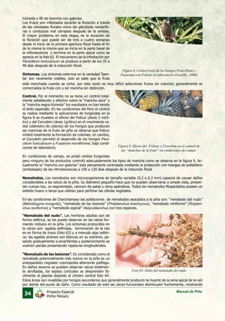 34 Manual de PiñaProyecto Especial
Pichis Palcazú
húmeda y 80 de mancha con galerías.
Los frutos son infectados durante la floración a través
de las cavidades florales como las glándulas nectarífe-
ras o conductos mal cerrados después de la antesis.
El mayor problema en esta etapa, es la duración de
la floración que puede ser de tres a cuatro semanas
desde el inicio de la primera apertura floral hasta el fin
de la misma la misma que se inicia en la parte basal de
la inflorescencia y termina en la parte apical como se
aprecia en la foto 62. El mecanismo de la infestación por
Penicillium funiculosum se produce a partir de los 35 a
40 días después de la inducción floral.
Síntomas. Los síntomas externos en la variedad ‘Sam-
ba’ son raramente visibles, solo se sabe que la fruta
Figura 8. Control total de los hongos Penicillium y
Fusarium con Folicur en laboratorio (Castillo, 2000)
Figura 9. Efecto del Folicur y Cercobim en el control de
las “manchas de la fruto” en condiciones de campo.
Foto 63. Daño del nematodo del nudo
está manchada cuando se corta; por esta razón es muy difícil seleccionar frutos sin mancha; generalmente se
comercializa la fruta con y sin mancha sin distinción.
Control. Por el momento no se tiene un control total-
mente establecido y efectivo sobre la “mancha seca” y
la “mancha negra húmeda” los resultados no han tenido
el éxito esperado. En las condiciones del Perú el control
se realiza mediante la aplicaciones de fungicidas en la
figura 8 se muestra el efecto del Folicur (dosis 2 ml/li-
tro) y del Cercobim (dosis 1g/litro) en el crecimiento ra-
dial (diámetro de colonia) de los hongos que producen
las manchas de la fruta de piña se observa que Folicur
inhibió totalmente la formación de colonias; en cambio,
el Cercobim permitió el desarrollo de los hongos Peni-
cillum funiculosum y Fusarium moniliforme; bajo condi-
ciones de laboratorio.
En condiciones de campo, se probó ambos fungicidas
pero ninguno de los productos controló adecuadamente los tipos de mancha como se observa en la figura 9. Ac-
tualmente la “mancha con galerías” está plenamente controlada mediante la protección con mangas de polietileno
(embolsado) de las infrutescencias a 100 a 120 días después de la inducción floral
Nematodos. Los nematodos son microorganismos de tamaño variable (0,2 a 0,3 mm) capaces de causar daños
considerables a las raíces de la piña. Su diámetro pequeño hace que no pueden observarse a simple vista, presen-
tan cuerpo liso, no segmentado, carecen de patas y otros apéndices. Todos los nematodos fitoparásitos poseen un
estilete hueco o lanza que utilizan para perforar las células vegetales.
En las condiciones de Chanchamayo las poblaciones de nematodos asociados a la piña son: “nematodo del nudo”
(Meloidogyne incognita), “nematodo de las lesiones” (Pratylenchus brachyurus), “nematodo reniforme” (Rotylen-
chus reniformis) y “nematodo espiral” Helycotilenchus con tres especies.
“Nematodo del nudo”. Las hembras adultas son de
forma esférica, se les puede observar en las raíces for-
mando nódulos en la piña. Los síntomas producidos en
la raíces son: agallas definidas, terminación de la raíz
es en forma de mazo (foto 63) y a menudo algo esféri-
ca; las agallas jóvenes son blancas en su extremo, pa-
sando gradualmente a amarillentas y posteriormente se
vuelven pardas presentando rajaduras longitudinales.
“Nematodo de las lesiones”. Es considerado como el
nematodo potencialmente más nocivo en la piña es un
endoparásito migrador cosmopolita altamente polífago.
En daños severos se pueden observar raíces totalmen-
te atrofiadas, los tejidos corticales se desprenden fá-
cilmente al jalarlas dejando al cilindro central foto 64.
Estas áreas son invadidas por hongos secundarios que generalmente producen la muerte de la zona apical de la raíz
por detrás del punto de daño. Como resultado de este las raíces funcionales disminuyen fuertemente, mostrando
 