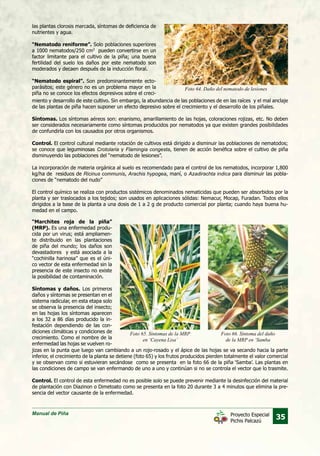 Manual de Piña
35Proyecto Especial
Pichis Palcazú
Foto 64. Daño del nematodo de lesiones
las plantas clorosis marcada, síntomas de deficiencia de
nutrientes y agua.
“Nematodo reniforme”. Solo poblaciones superiores
a 1000 nematodos/250 cm3
pueden convertirse en un
factor limitante para el cultivo de la piña; una buena
fertilidad del suelo los daños por este nematodo son
moderados y decaen después de la inducción floral.
“Nematodo espiral”. Son predominantemente ecto-
parásitos; este género no es un problema mayor en la
piña no se conoce los efectos depresivos sobre el creci-
miento y desarrollo de este cultivo. Sin embargo, la abundancia de las poblaciones de en las raíces y el mal anclaje
de las plantas de piña hacen suponer un efecto depresivo sobre el crecimiento y el desarrollo de los piñales.
Síntomas. Los síntomas aéreos son: enanismo, amarillamiento de las hojas, coloraciones rojizas, etc. No deben
ser considerados necesariamente como síntomas producidos por nematodos ya que existen grandes posibilidades
de confundirla con los causados por otros organismos.
Control. El control cultural mediante rotación de cultivos está dirigido a disminuir las poblaciones de nematodos;
se conoce que leguminosas Crotolaria y Flamingia congesta, tienen de acción benéfica sobre el cultivo de piña
disminuyendo las poblaciones del “nematodo de lesiones”.
La incorporación de materia orgánica al suelo es recomendado para el control de los nematodos, incorporar 1,800
kg/ha de residuos de Ricinus communis, Arachis hypogea, maní, o Azadirachta indica para disminuir las pobla-
ciones de “nematodo del nudo”
El control químico se realiza con productos sistémicos denominados nematicidas que pueden ser absorbidos por la
planta y ser traslocados a los tejidos; son usados en aplicaciones sólidas: Nemacur, Mocap, Furadan. Todos ellos
dirigidos a la base de la planta a una dosis de 1 a 2 g de producto comercial por planta; cuando haya buena hu-
medad en el campo.
“Marchites roja de la piña”
(MRP). Es una enfermedad produ-
cida por un virus; está ampliamen-
te distribuido en las plantaciones
de piña del mundo; los daños son
devastadores y está asociada a la
“cochinilla harinosa” que es el úni-
co vector de esta enfermedad sin la
presencia de este insecto no existe
la posibilidad de contaminación.
Síntomas y daños. Los primeros
daños y síntomas se presentan en el
sistema radicular, en esta etapa solo
se observa la presencia del insecto;
en las hojas los síntomas aparecen
a los 32 a 86 días producido la in-
festación dependiendo de las con-
diciones climáticas y condiciones de
crecimiento. Como el nombre de la
enfermedad las hojas se vuelven ro-
Foto 65. Síntomas de la MRP
en ‘Cayena Lisa’
Foto 66. Síntoma del daño
de la MRP en ‘Samba
jizas en la punta que luego van cambiando a un rojo-rosado y el ápice de las hojas se va secando hacia la parte
inferior, el crecimiento de la planta se detiene (foto 65) y los frutos producidos pierden totalmente el valor comercial
y se observan como si estuvieran secándose como se presenta en la foto 66 de la piña ‘Samba’. Las plantas en
las condiciones de campo se van enfermando de uno a uno y continúan si no se controla el vector que lo trasmite.
Control. El control de esta enfermedad no es posible solo se puede prevenir mediante la desinfección del material
de plantación con Diazinon o Dimetoato como se presenta en la foto 20 durante 3 a 4 minutos que elimina la pre-
sencia del vector causante de la enfermedad.
 