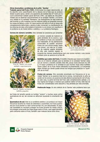 36 Manual de PiñaProyecto Especial
Pichis Palcazú
Otras Anomalías y problemas de la piña `Samba`
Tostado apical del fruto (TAF). Enfermedad de origen desconocido, se
ha descrito como suberificación de la cáscara de la fruta que se produce
desde la parte apical, dando una apariencia de tostado foto 67 razón por la
cual la denominan tostado apical del fruto (TAF). Los daños de esta enfer-
medad casi se observan exclusivamente en la variedad ‘Samba’ y en forma
muy aislada en la variedad ‘Hawaiana’. Las evaluaciones de esta enferme-
dad durante un año muestran que los mayores daños se presentan durante
los meses de febrero a julio. En casos severos del daño la fruta se desarrolla
completamente deformada y pierde el valor comercial. La manifestación de
los síntomas de esta enfermedad al momento no se conoce con exactitud si
el problema es de índole biótico o abiótico; o un problema fisiológico.
Corona de número variable. Esta variedad se caracteriza por presentar
un número variable de material ve-
getal alrededor de la corona y que
le confieren al fruto una caracterís-
tica indeseable. En las plantaciones
comerciales se pueden encontrar
frutos con una corona simple, hasta
una corona con más de 12 unida-
des de material vegetal alrededor
de ella; este material vegetal no
Foto 67. Daño del TAF en
casi la mitad del fruto
Foto 70. Fruto de ‘Samba’con
quemadura inicial por insolación
Foto 68. ‘Samba’con corona
múltiple o supernumeraria
Foto 69. ‘Samba’con muchos
bulbillos pequeños
presenta las mismas características que una corona normal o una corona
múltiple como se aprecia en la foto 68.
Bulbillos que salen del fruto. El bulbillo (hijuelos que nacen en el pedún-
culo) es el material utilizado para la siembra en la variedad ‘Samba’ estas
son de número y tamaño variable (foto 69), pocas veces alcanzan los 100
g. El mayor problema en la variedad es que muchas veces estos bulbillos
nacen (salen) de la fruta misma afectando la presentación y al extraerlas
dejan heridas por donde puede entran los hongos que producen la “pudri-
ción de la fruta”.
Frutos sin corona. Otro anomalía encontrado con frecuencia en la va-
riedad ‘Samba’ es la ausencia total de la corona, normalmente la piña se
vende con la corona y la ausencia de esta afecta la presentación de la fruta;
en este caso, la parte terminal del fruto está completamente sellada y no
hay ingreso de hongos o insectos que pudieran dañar la fruta. Este tipo de
frutas son considerados como descarte y hay pérdidas por esta anomalía.
Pedúnculo largo. Es otro defecto de la ‘Samba’ este problema hace que
las frutas de tamaño grande se tumben “acame” y muchas veces sufren
quemaduras de sol, las coronas se deforman buscando la orientación del
sol.
Quemadura de sol. Este es un problema abiótico y se produce con mayor
frecuencia durante los meses de setiembre a noviembre; los frutos quema-
dos por el sol pierden su valor comercial foto 70 y son descartadas. En algu-
nas variedades es necesario proteger los frutos durante los meses críticos,
los protegen amarrando las hojas largas sobre el fruto, usan papel periódico
para colocarlos sobre el fruto, también usan malezas secas entre otros.
 