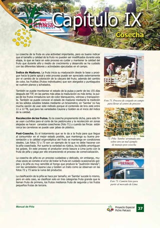 Manual de Piña
37Proyecto Especial
Pichis Palcazú
La cosecha de la fruta es una actividad importante, pero es bueno indicar
que el tamaño y calidad de la fruto no pueden ser modificados durante esta
etapa, lo que se hace en este proceso es cuidar y mantener la calidad del
fruto que durante año y medio de crecimiento y desarrollo se ha cuidado
con las diferentes labores y actividades ejecutadas en el campo.
Indice de Madurez. La fruta inicia su maduración desde la base y prosi-
gue hacia la parte apical y este proceso puede ser apreciado externamente
por el cambio de la coloración de la cáscara del fruto; además del cambio
de color, los frutillos (frutos individuales) que son alargados y puntiagudos
se vuelven planos y achatados.
También se puede monitorear el estado de la pulpa a partir de los 155 días
después del TIF, en las partes más altas la maduración es más lenta; la pul-
pa de los frutos inmaduros son de color blanquecino, vidrioso y transparen-
te. También se puede conocer el estado de madurez mediante la medición
de los sólidos solubles totales mediante un brixometro; en ‘Samba’ no hay
mucha opción de usar este método porque el contenido de brix está entre
11 a 12 ºB, que para las variedades Cayena y Golden es el inicio del índice
de la calidad.
Recolección de los frutos. Es la cosecha propiamente dicha, para este fin
se usan cuchillos para el corte de los pedúnculos y la recolección en zonas
alejadas se hacen canastas cosecheras (foto 71) y cuando las fincas están
cerca las carreteras se puede usar jabas de plástico.
Post-Cosecha. Es el tratamiento que se le da a la fruta para que llegue
al consumidor en el mejor estado posible, que mantenga su buena pre-
sentación y la calidad organoléptica del fruto se mantenga en condiciones
ideales. Las fotos 72 y 73 son un ejemplo de lo que no debe hacerse con
la piña cosechada. Por suerte la variedad es rústica, los bulbillo amortiguan
los golpes. En este proceso el productor envía basura a Lima junto con la
fruta de piña y paga por ello encareciendo el proceso de comercialización.
La cosecha de piña es un proceso cuidadoso y delicado, sin embargo, mu-
chas veces se comete el error de tratar la fruta sin cuidado ocasionando gol-
pes y la piña es muy sencible al hongo que produce la “pudrición blanda”;
con las variedades Cayena Lisa y Golden un trato como se observan en las
fotos 72 y 73 seria la ruina del productor.
La clasificación de la piña se hace por tamaño; en ‘Samba’ sucede lo mismo,
pero en este caso, se clasifican solo en tres categorías fruta grande que le
llaman fruta de primera, los frutos medianos fruta de segunda y los frutos
pequeños frutas de tercera.
Foto 71. Proceso de cargado en campo
para llevar al centro de proceso
72. Piña ‘Samba’arrumada uno
sobre otro un mal ejemplo
de manejo post cosecha
Foto 73. Camión listo para
partir al mercado de Lima
Capítulo IXCapítulo IX
CosechaCosecha
 
