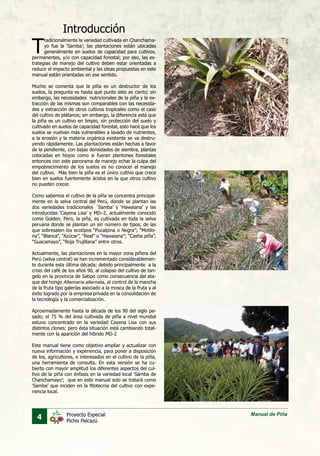 4 Manual de PiñaProyecto Especial
Pichis Palcazú
Introducción
T
radicionalmente la variedad cultivada en Chanchama-
yo fue la ‘Samba’; las plantaciones están ubicadas
generalmente en suelos de capacidad para cultivos,
permanentes, y/o con capacidad forestal; por eso, las es-
trategias de manejo del cultivo deben estar orientadas a
reducir el impacto ambiental y las ideas propuestas en este
manual están orientadas en ese sentido.
Mucho se comenta que la piña es un destructor de los
suelos, la pregunta es hasta qué punto esto es cierto; sin
embargo, las necesidades nutricionales de la piña y la ex-
tracción de las mismas son comparables con las necesida-
des y extracción de otros cultivos tropicales como el caso
del cultivo de plátanos; sin embargo, la diferencia está que
la piña es un cultivo en limpio, sin protección del suelo y
cultivado en suelos de capacidad forestal, esto hace que los
suelos se vuelvan más vulnerables a lavado de nutrientes,
a la erosión y la materia orgánica existente se va destru-
yendo rápidamente. Las plantaciones están hechas a favor
de la pendiente, con bajas densidades de siembra, plantas
colocadas en hoyos como si fueran plantones forestales
entonces con este panorama de manejo echar la culpa del
empobrecimiento de los suelos es no conocer el manejo
del cultivo. Más bien la piña es el único cultivo que crece
bien en suelos fuertemente ácidos en la que otros cultivo
no pueden crecer.
Como sabemos el cultivo de la piña se concentra principal-
mente en la selva central del Perú, donde se plantan las
dos variedades tradicionales ´Samba’ y ‘Hawaiana’ y las
introducidas ‘Cayena Lisa’ y MD–2, actualmente conocido
como Golden. Pero, la piña, es cultivada en toda la selva
peruana donde se plantan un sin número de tipos; de las
que sobresalen los ecotipos “Pucalpina o Negra”; “Motilo-
na”, “Blanca”, “Azúcar”, “Real” o “Hawaiana”; “Casha piña”,
“Guacamayo”, “Roja Trujillana” entre otros.
Actualmente, las plantaciones en la mayor zona piñera del
Perú (selva central) se han incrementado considerablemen-
te durante esta última década; debido principalmente a la
crisis del café de los años 90, al colapso del cultivo de tan-
gelo en la provincia de Satipo como consecuencia del ata-
que del hongo Alternaría alternata, al control de la mancha
de la fruta tipo galerías asociado a la mosca de la fruta y al
éxito logrado por la empresa privada en la consolidación de
la tecnología y la comercialización.
Aproximadamente hasta la década de los 90 del siglo pa-
sado; el 75 % del área cultivada de piña a nivel mundial
estuvo concentrado en la variedad Cayena Lisa con sus
distintos clones; pero ésta situación está cambiando total-
mente con la aparición del híbrido MD-2
Este manual tiene como objetivo ampliar y actualizar con
nueva información y experiencia, para poner a disposición
de los, agricultores, e interesados en el cultivo de la piña,
una herramienta de consulta. En esta versión se ha cu-
bierto con mayor amplitud los diferentes aspectos del cul-
tivo de la piña con énfasis en la variedad local ‘Samba de
Chanchamayo’; que en este manual solo se tratará como
‘Samba’ que inciden en la fitotecnia del cultivo con expe-
riencia local.
 