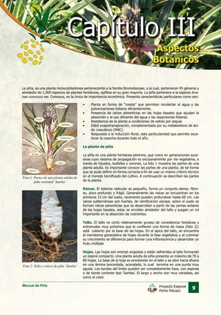 Manual de Piña
9Proyecto Especial
Pichis Palcazú
La piña, es una planta monocotiledonea perteneciente a la familia Bromeliaceae; a la cual, pertenecen 45 géneros y
alrededor de 1,900 especies de plantas herbáceas, epífitas en su gran mayoría. La piña pertenece a la especie Ana-
nas comosus var. Comosus, es la única de importancia económica. Presenta características particulares como son:
•	 Planta en forma de “roseta” que permiten recolectar el agua y las
pulverizaciones foliares eficientemente.
•	 Presencia de raíces adventicias en las hojas basales que ayudan la
absorción y el uso eficiente del agua y las aspersiones foliares.
•	 Resistencia de la planta a condiciones de estrés por sequía
•	 Débil evapotranspiración, complementada por su metabolismo de áci-
do crasuláceo (MAC).
•	 Respuesta a la inducción floral, esta particularidad que permite esca-
lonar la cosecha durante todo el año.
La planta de piña
La piña es una planta herbácea perenne, que crece en generaciones suce-
sivas cuyo sistema de propagación es exclusivamente por vía vegetativa, a
través de hijuelos, bulbillos y coronas. La foto 1 muestra las partes de una
planta adulta. Es importante conocer las partes de una planta; de tal forma
que se pude definir en forma correcta a fin de usar un mismo criterio técnico
en el manejo tecnificado del cultivo. A continuación se describen las partes
de la planta.
Raíces. El sistema radicular es pequeño, forma un conjunto denso, fibro-
so, poco profundo y frágil. Generalmente las raíces se encuentran en los
primeros 15 cm del suelo, raramente pueden profundizar hasta 60 cm. Las
raíces subterráneas son fuertes, de ramificación escasa; sobre el suelo se
forman raíces adventicias que se desarrollan a partir de las yemas axilares
de las hojas basales, estas se enrollan alrededor del tallo y juegan un rol
importante en la absorción de nutrientes.
Tallo. El tallo es corto relativamente grueso de consistencia herbácea y
entrenudos muy próximos que le confieren una forma de maza (foto 2);
está cubierto por la base de las hojas. En el ápice del tallo, se encuentra
el meristema generadora de hojas durante la fase vegetativa y al culminar
su crecimiento se diferencia para formar una inflorescencia y desarrollar un
fruto múltiple
Hojas. Las hojas son erectas angostas y están adheridas al tallo formando
un espiral compacto. Una planta adulta de piña presenta un máximo de 70 a
80 hojas. La base de la hoja es envolvente en el tallo y se abre hacia afuera
en una lámina lanceolada, acanalada, lo cual termina en una punta muy
aguda. Los bordes del limbo pueden ser completamente lisos, con espinas
o de borde cortante tipo ‘Samba’. El largo y ancho son muy variables, así
como el color.
Foto 1. Partes de una planta adulta de
piña variedad ‘Samba’
Foto 2. Tallo y raíces de piña ‘Samba’
Capítulo IIICapítulo III
Aspectos
Botánicos
Aspectos
Botánicos
 