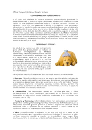 ANUAL Vacuna Antirrábica/ Octuple/ Séxtuple
COMO ADMINISTRAR UN MEDICAMENTO
Si su perro está enfermo, su Médico Veterinario probablemente prescribirá un
medicamento oral. Si tiene que ingerir comprimidos, la forma más fácil es esconderla
dentro de una pequeña cantidad de comida. Tome una pequeña cantidad de
alimento y haga una bola, ponga en el interior el comprimido. Si su perro come
alimento seco, puede humedecerlo o comprar alimento enlatado para administrar la
tableta (puede ofrecerlo como premio antes de las comidas regulares). Al dar este
alimento en forma de bola, con el medicamento en su interior, su perro lo aceptará
de inmediato y usted estará seguro que recibió su medicación. Su Médico Veterinario
le mostrará como dar la tableta directamente cuando sea necesario. Si su cachorro
debe recibir un medicamento líquido, ponga el gotario entre los dientes, incline hacia
arriba el mentón y lentamente administre el medicamento. Puede hacerse también
través de una jeringa sin aguja.
ENFERMEDADES COMUNES
La salud de su cachorro no sólo es importante
para usted. Esta preocupación se traduce en
numerosas investigaciones de Médicos
Veterinarios y laboratorios farmacéuticos a través
del mundo. Fruto de estas investigaciones, han
sido desarrolladas medicinas y vacunas que
proporcionan salud y protección a muchas
enfermedades. Al momento de ser vacunado, su
cachorro debe estar sano al examen clínico, libre
de parásitos y bien alimentado. Una alimentación
con ingredientes de alta calidad trabajará junto
a la vacuna para construir anticuerpos y resistir
las enfermedades.
Las siguientes enfermedades pueden ser controladas a través de vacunaciones.
• Distemper: Esta enfermedad es causada por un virus que ataca todos los tejidos del
cuerpo. Se pueden distinguir tres grandes grupos de síntomas: respiratorios, digestivos
y neurológicos. Los signos de distemper son similares a un resfrío con fiebre. Algunas
veces causa neumonía, secreciones oculares, nasales, diarrea, parálisis y/o
convulsiones. El pronóstico va de reservado a desfavorable, sumado a lo oportuno
del tratamiento, el cual es sólo sintomático.
• Parainfluenza: Esta enfermedad puede ser causada por uno o varios
microorganismos y puede diseminarse rápidamente en un criadero de perros.
Usualmente la enfermedad causa problemas respiratorios y no constituye una
amenaza para la vida.
• Parvovirus y Coronavirus: Enfermedades virales, muy contagiosas, se caracterizan
por producir vómitos y diarrea sanguinolenta y maloliente. La deshidratación severa e
infecciones asociadas pueden provocar la muerte. Requiere de atención clínica
inmediata, ante la aparición de los primeros síntomas. A menor edad de los
cachorros, aumenta la probabilidad de un desenlace fatal.
• Rabia: Esta enfermedad es causada por un virus que está en la saliva de los
animales infectados y es transmitido mediante su mordedura. El virus ataca al tejido
nervioso, causando parálisis y muerte. La imposibilidad para tragar, lleva
equivocadamente a pensar que el perro rechaza el agua, por esto la enfermedad
 