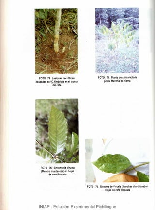 Manual del cultivo de cafe.pdf