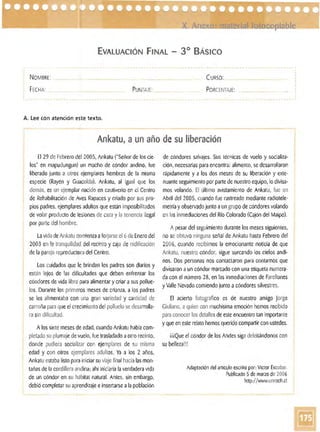 EVALUACiÓN FINAL - 3° BÁsICO
_ _ _ _ _ _ _ _ _ _ _ _ _ _ • _ _ _ _ _ _ _ _ _ _ _ _ _ _ _ _ _ M_~ _ _ _ _ _ _ _ _ _ _ _ _ _ _ _ ~~ • __ _ ~ _ _ _ _ _ _ _ _ _ • _ _ _ _ ~~ _ _ _ _ _ _ _ _ • _ _ _ •
. 

NOMBRE: CURSO: __
FECHA: PUNTAJE: __ PORCENTAJE:
A. Lee (on atención este texto.
Ankatu, aun año desu liberación
El 29 de Febrero del 2005, Ankatu ("Señor de los cie·
los" en mapudungunl un macho de cóndor andino, fue
liberado junto a otros ejemplares hembras de la misma
especie (Rayén y Guacolda). Ankatu, al igual que los
demás, es un ejemplar nacido en cautiverio en el Centro
de Rehabilitación deAves Rapaces y criado por sus pro·
pios padres, ejemplares adultos que están imposibilitados
de volar producto de lesiones de caza yla tenencia ilegal
por parte del hombre.
La vida deAnkatu comienza aforjarse el6 deEnero del
2003 en la tranquilidad del recinto y caja de nidificación
de la pareja reproduct0radel Centro.
Los cuidados que le brindan los padres son diarios y
están lejos de las dificultades que deben enfrentar los
cóndores de vida libre para alimentar y criar a sus pollue·
los. Durante losprimeros meses de crianza, a los padres
se les alimentaba con una gran variedad y cantidad de
carroñapara queel crecimientodel polluelo se desarrolla·
ra sin dificultad.
A los sietemeses de edad, cuando Ankatu había como
pletado su plumajede vuelo, fue trasladado aotro recinto,
donde pudiera socializar con ejemplares de su misma
edad y con otros ejemplares adultos. Ya a los 2 años,
Ankatuestaba listo parainiciar suviaje final hacialas mon°
tañas de la cordillera andina; ahí iniciaría la verdadera vida
de un cóndor en su hábitat natural. Antes, sin embargo,
debió completar su aprendizaje einsertarse ala población
de cóndores salvajes. Sus témicas de vuelo y socializa·
ción, necesarias para encontrar alimento, se desarrollaron
rápidamente y él los dos meses de su liberación yexte·
nuante seguimiento por parte de nuestro equipo, lo divisa·
mos volando. El último avistamiento de Ankatu, fue en
Abril del 2005, cuando fue rastreado mediante radiotele·
metría y observado junto aun grupo de cóndores volando
en lasinmediaciones del Río Colorado (Cajón del Maipo).
Apesar del seguimiento durante los meses siguientes,
no se obtuvo ninguna señal de Ankatu hasta Febrero del
2006, cuando recibimos la emocionante noticia de que
Ankatu, nuestro cóndor, sigue surcando los cielos andi·
nos. Dos personas nos contactaron para contamos que
divisaron aun cóndor marcado con una etiqueta numera·
da con el número 28, en las inmediaciones de Farellones
yValle Nevado comiendo junto acóndores silvestres.
El acierto fotografico es de nuestro amigo Jorge
Giuliano, aquien con muchísima emoción hemos recibido
para conocer los detallesde este encuentro tan importante
y que en este relato hemos querido compartir con ustedes.
jjiQueel cóndor de los Andes sigadeleitándonos con
su belleza!!!
Adaptación del artículo escrito por: Víctor Escobar.
Publicado 5 de marzo de2006
http://www.unroch.cI
 