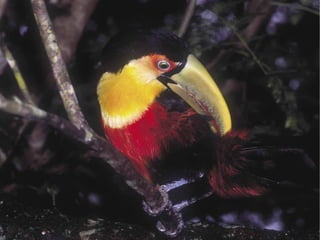 Tribunal de Contas da União44
n
n
 